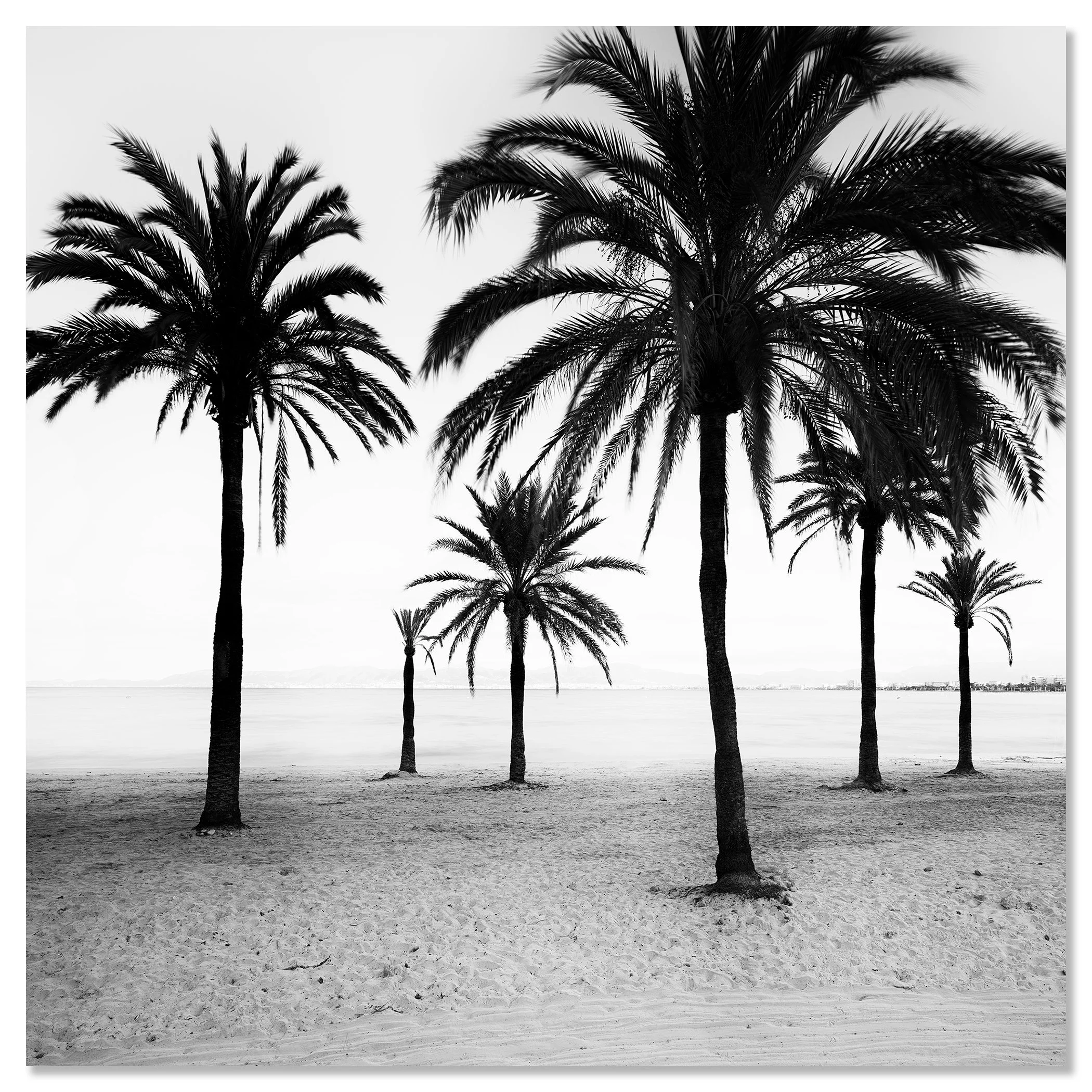 Black-and-white minimalist photo of palm trees lining a quiet beach shoreline, with the ocean stretching into the background – dibond frameless