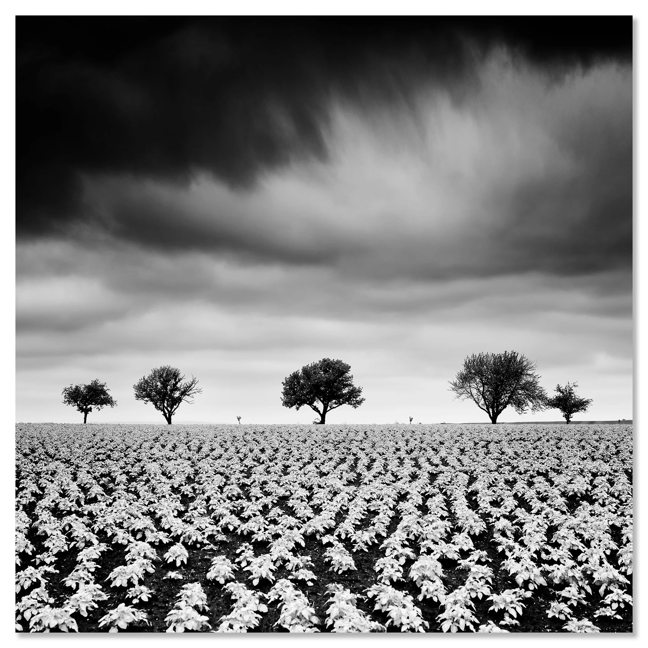 Black-and-white landscape photo of a wide potato field, young plants and five distant trees beneath a dramatic cloudy sky – dibond frameless