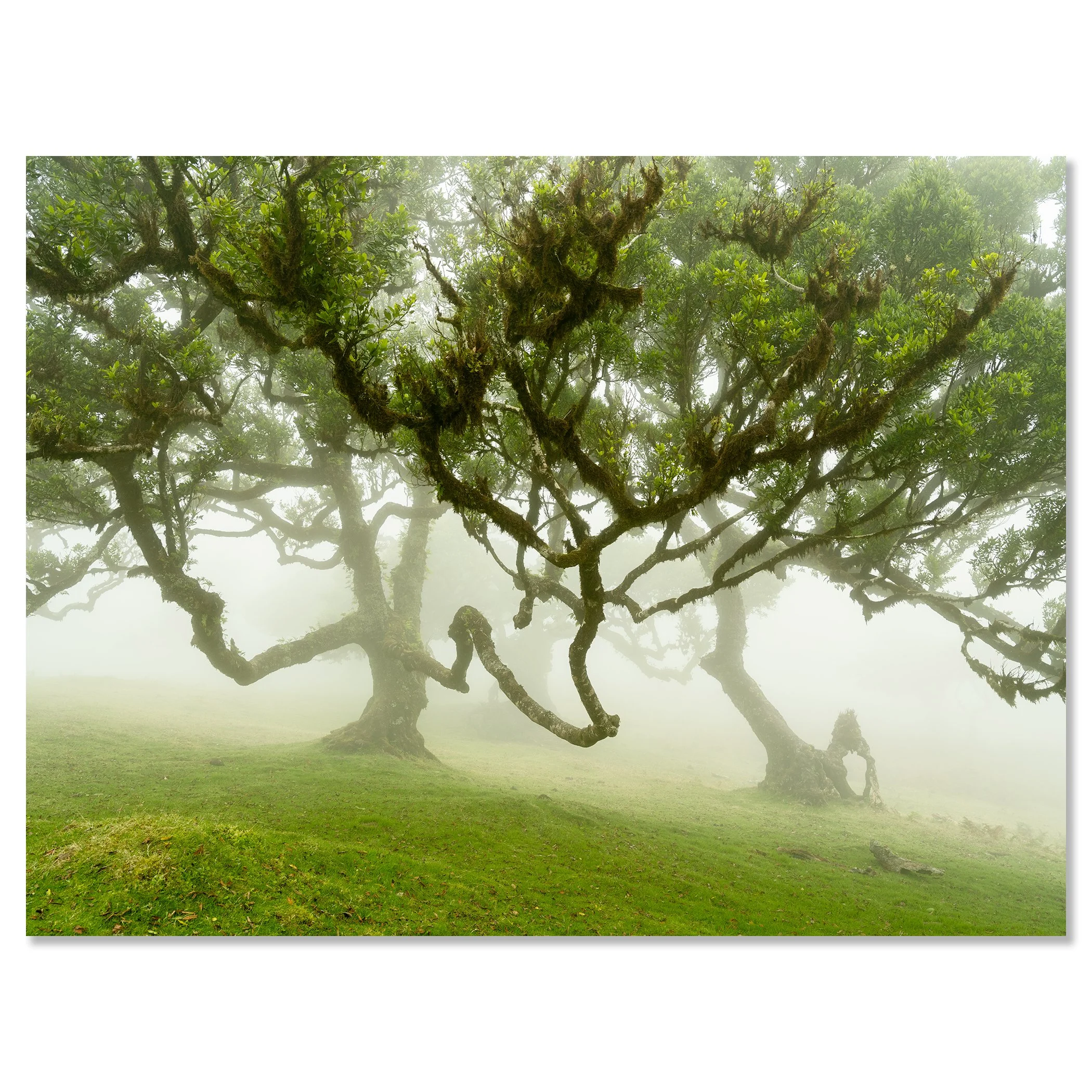 Gerald Berghammer - Limited color landscape photography - Gnarled laurel trees on a grassy hill shrouded in fog, with lush green leaves and twisted branches. Chromaluxe frameless