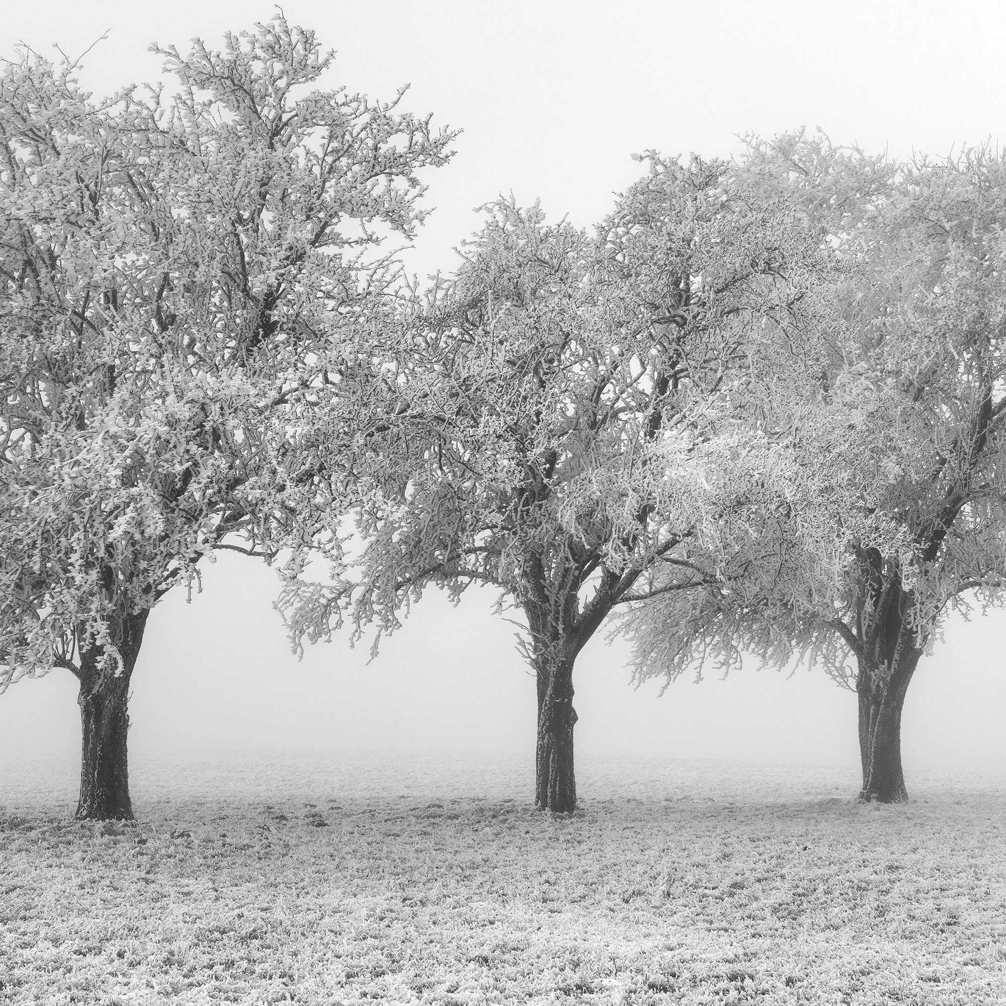 Fine winter textures and frozen branches in the minimalist photograph Frozen Apple Trees Study 1 by Gerald Berghammer.