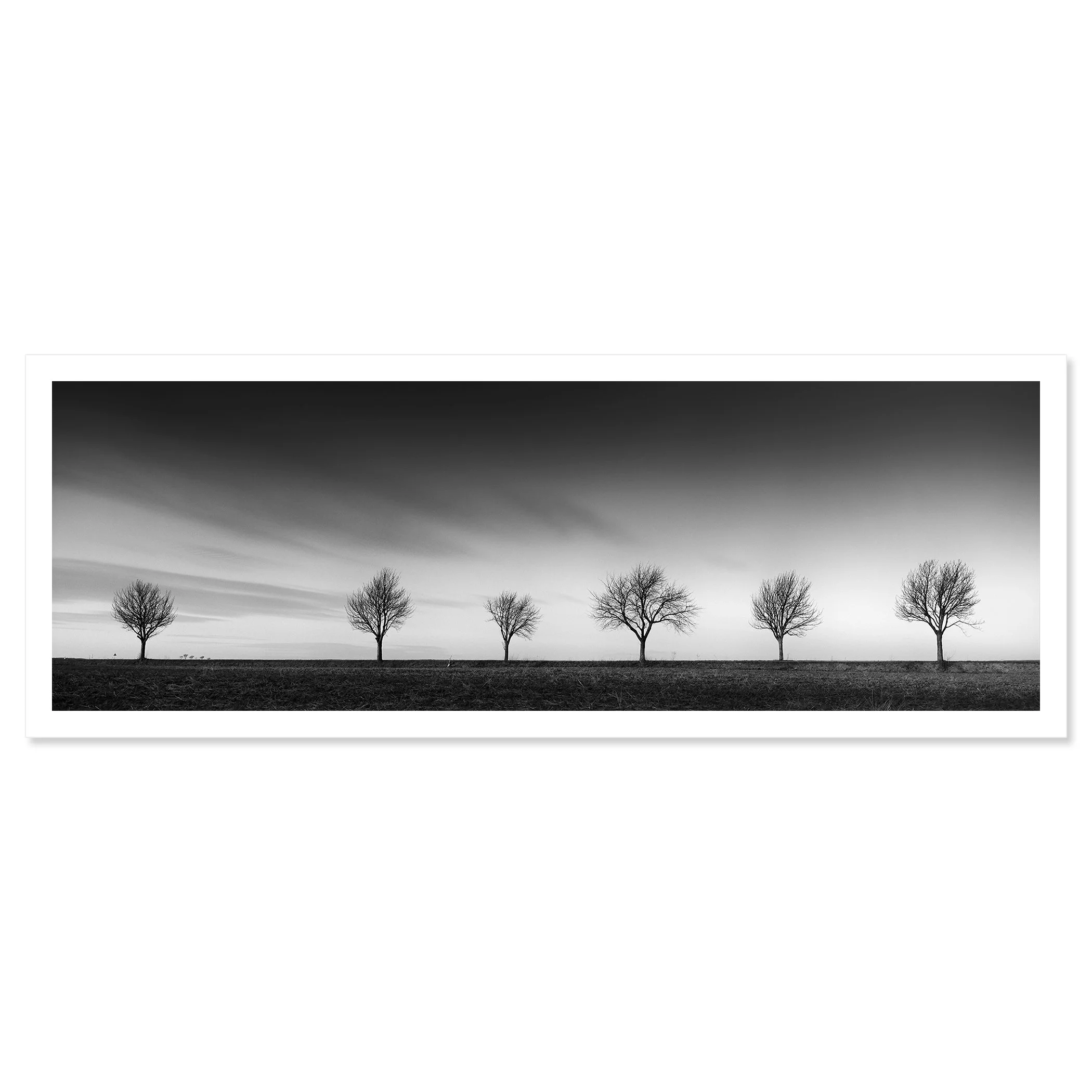 Gerald Berghammer - Black and white landscape panorama photography. Six leafless trees evenly spaced across a flat landscape under a dramatic, cloudy sky. Fine art print only