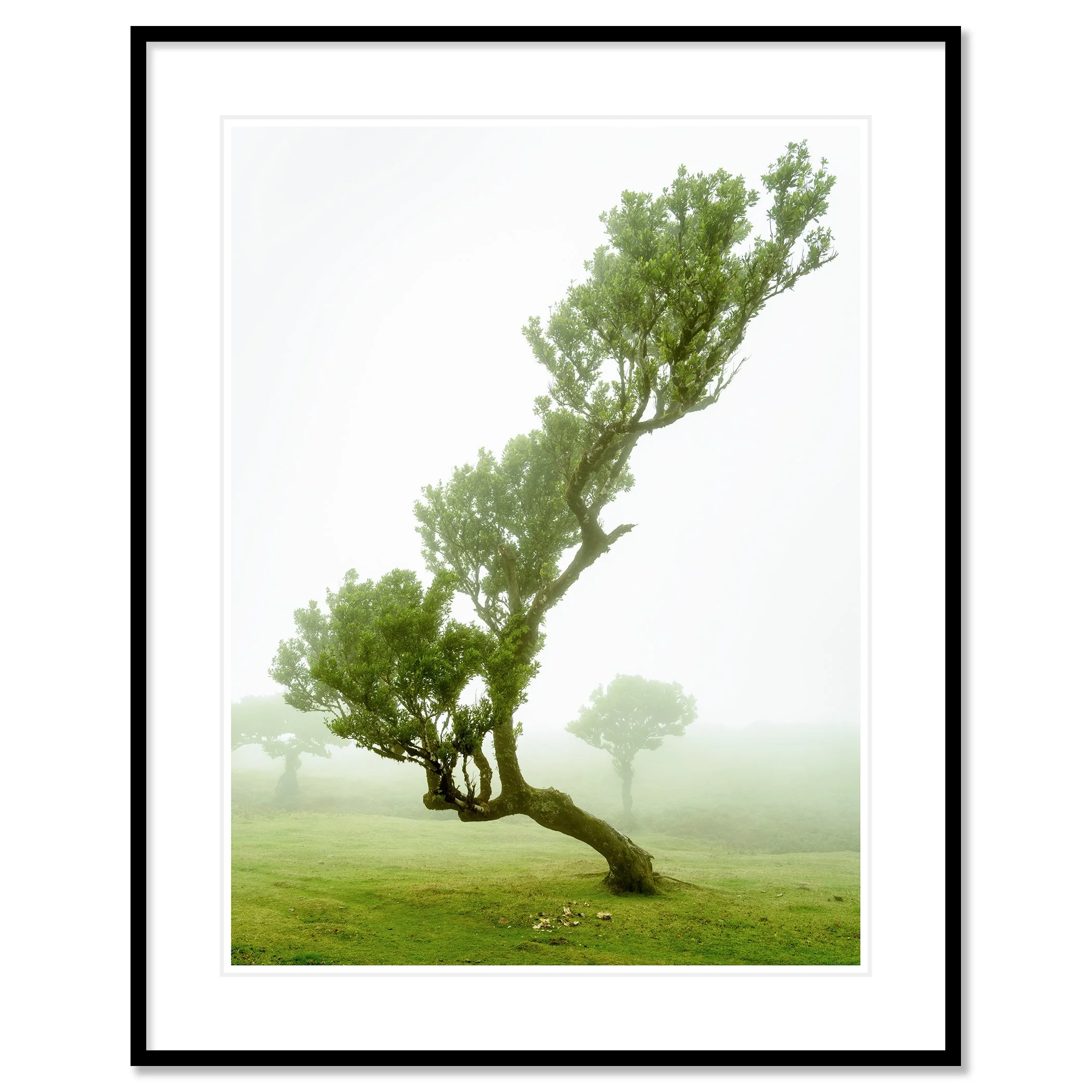 Gerald Berghammer - Color mystical landscape Photography. A uniquely shaped tree with a curved trunk, standing on a cow meadow, shrouded in fog. Classic framed black