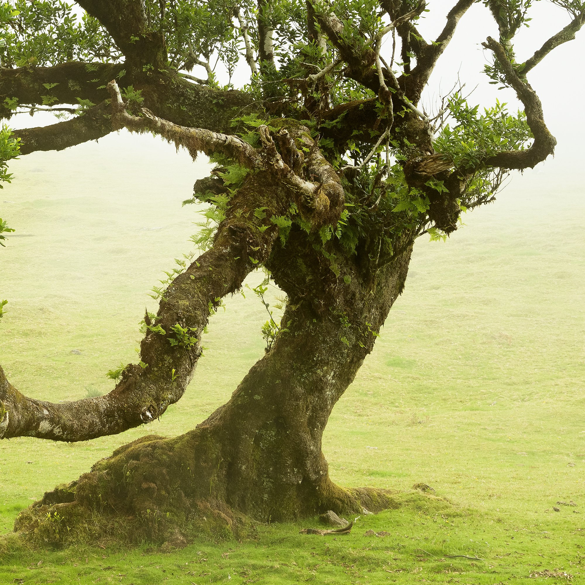 © 2021 Gerald Berghammer - A uniquely shaped large tree with lush green leaves grows on a grassy field with a foggy, misty background. Print detail 3