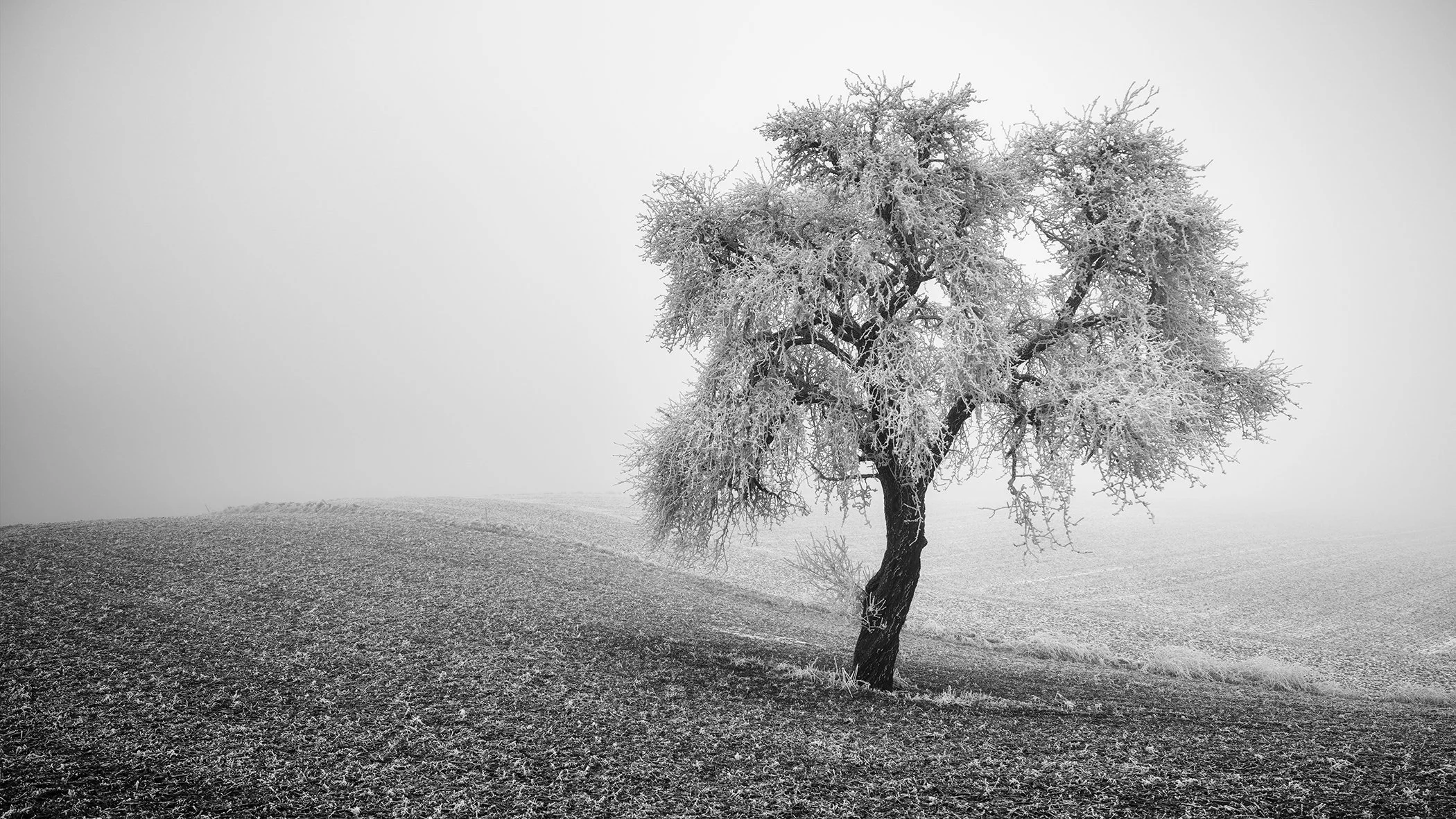 Solitary tree covered in frost on a foggy hillside, monochrome nature scene
