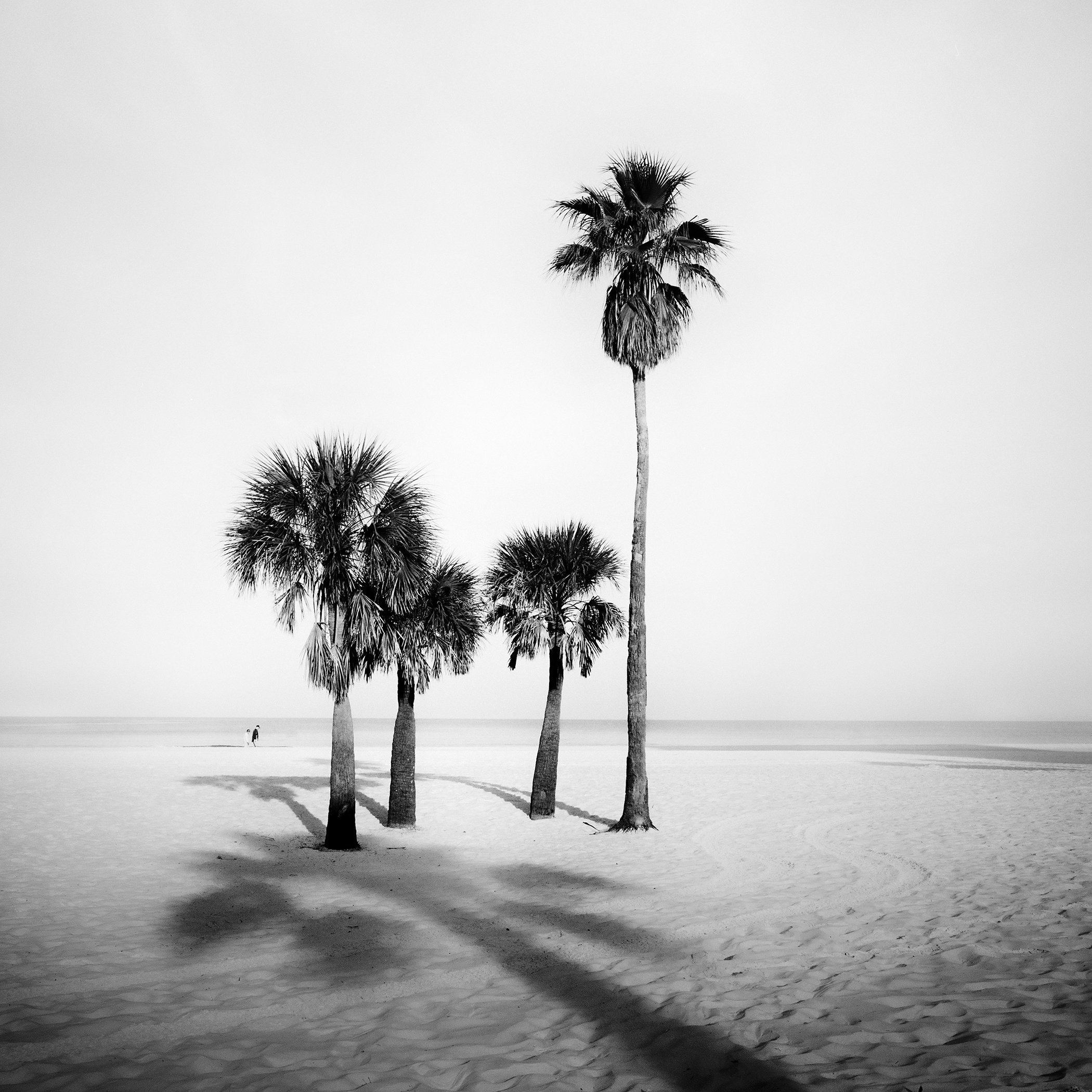 Palm Beach Study 5, an analogue black-and-white photograph of four palm trees on Palm Beach, Florida, by Gerald Berghammer.