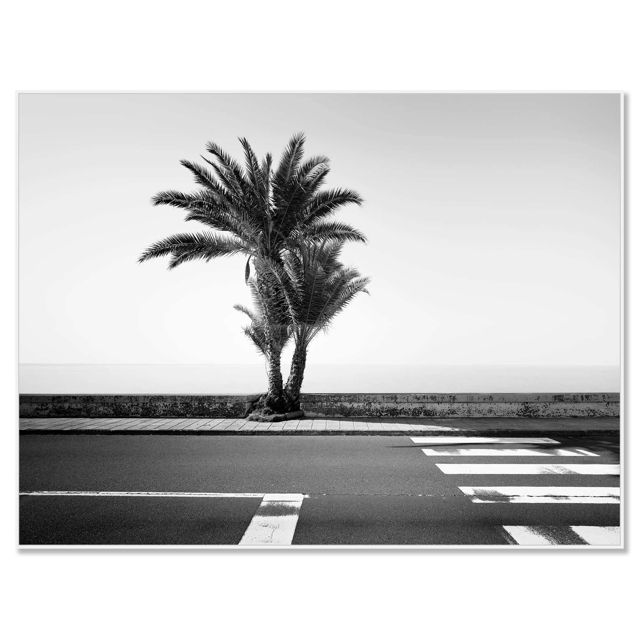 Palm Trees on the Roadside Study 1 – Madeira, black-and-white photograph in a white aluminium ArtBox frame