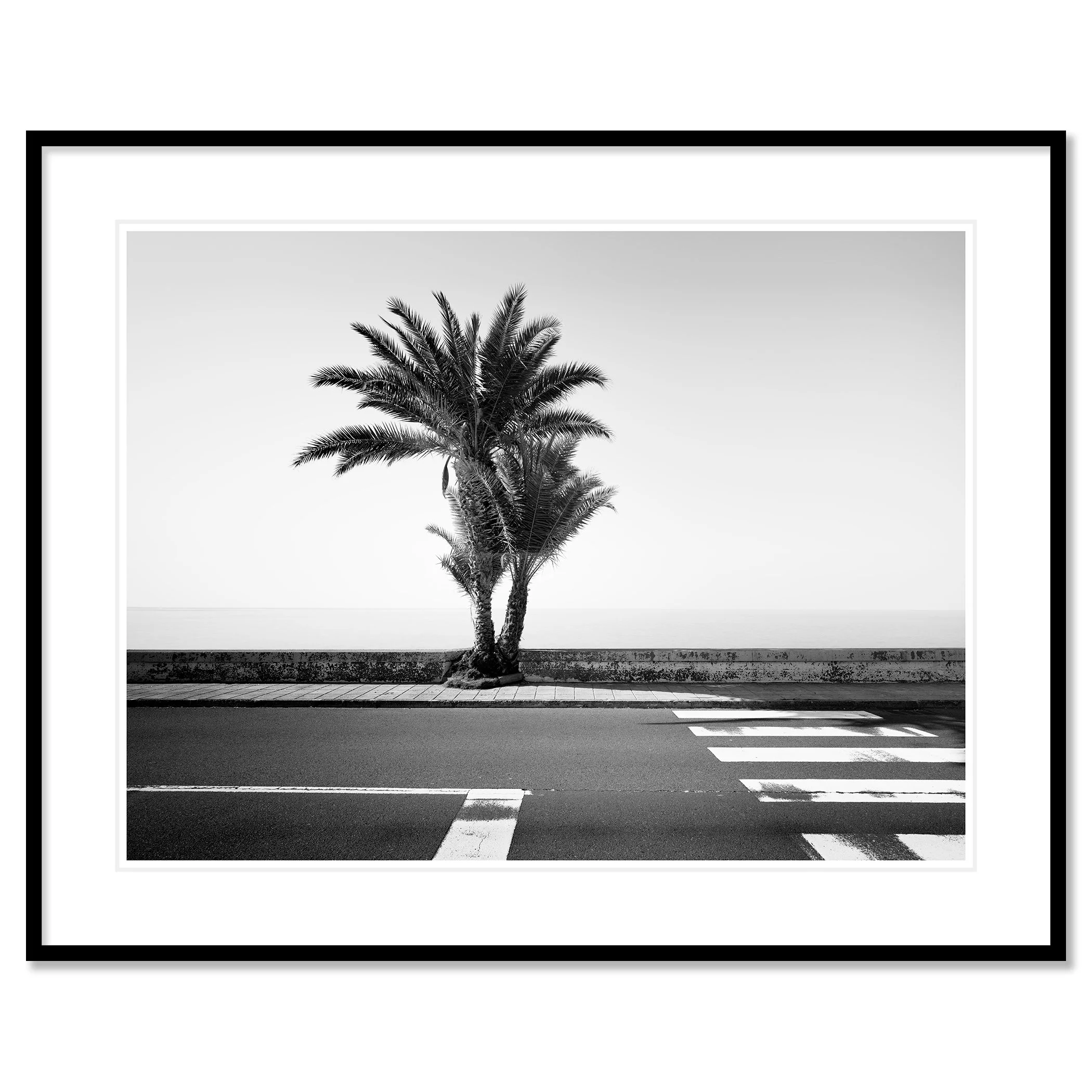 Gerald Berghammer - Black and white landscape photography. Palm tree next to a sidewalk and crosswalk on a road, with the ocean in the background. Classic framed black