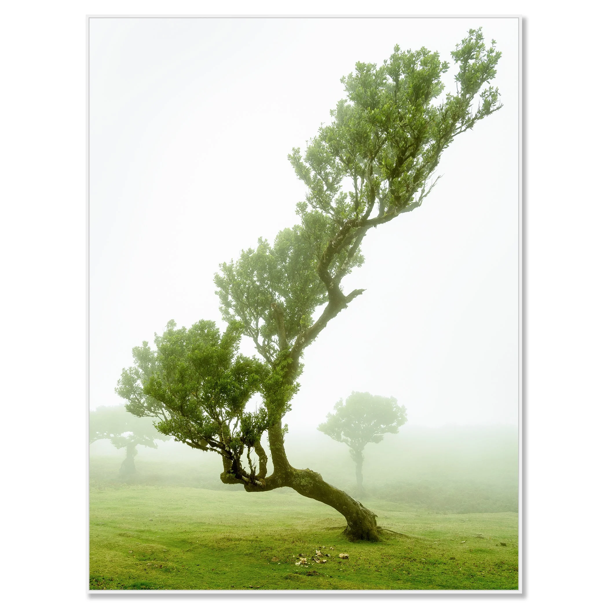 Gerald Berghammer - Color mystical landscape Photography. A uniquely shaped tree with a curved trunk, standing on a cow meadow, shrouded in fog. Chromaluxe framed white