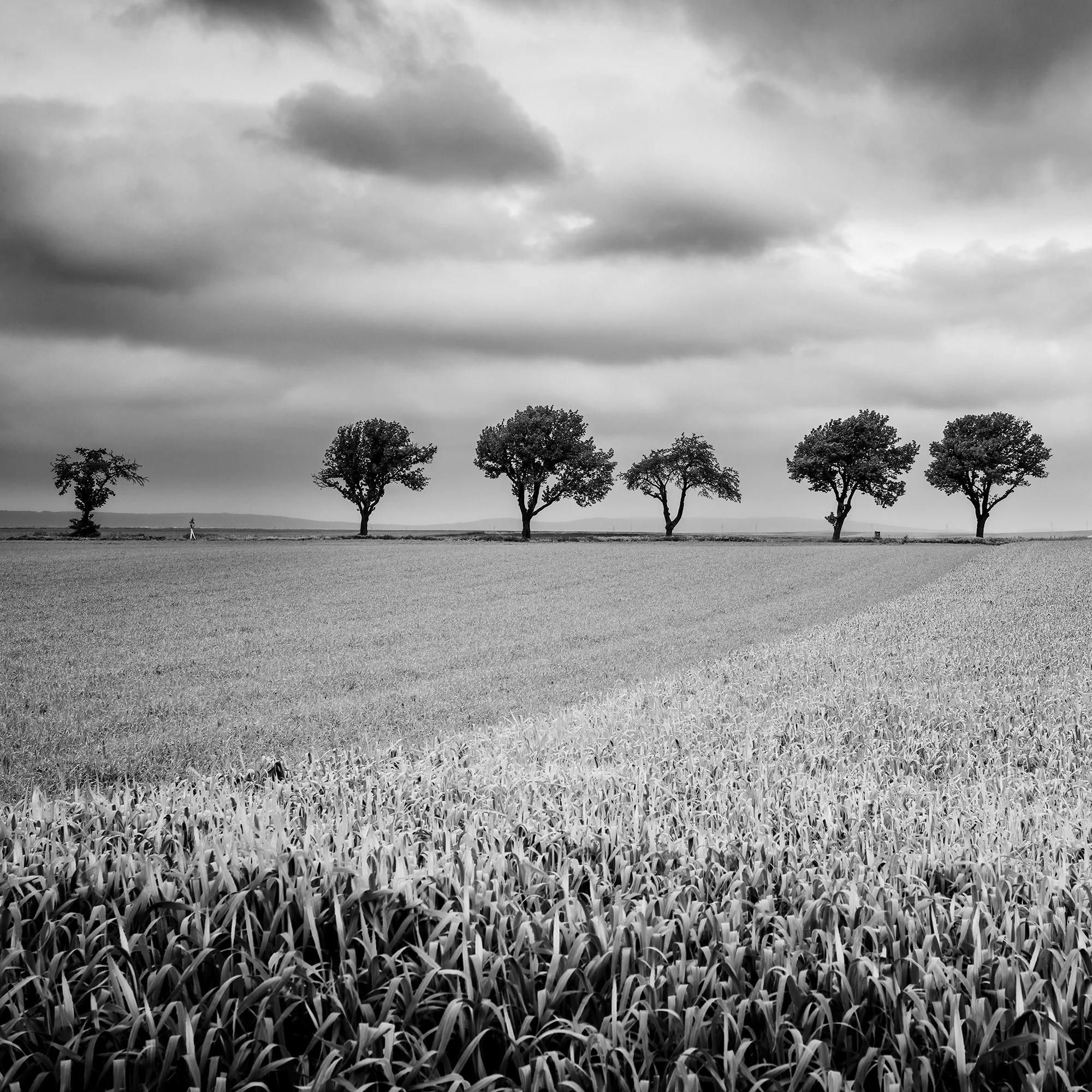 © 2023 Gerald Berghammer - Black and white landscape photography. Field with uniform crops, seven evenly spaced trees in the distance, and a cloudy sky overhead. Print detail 1