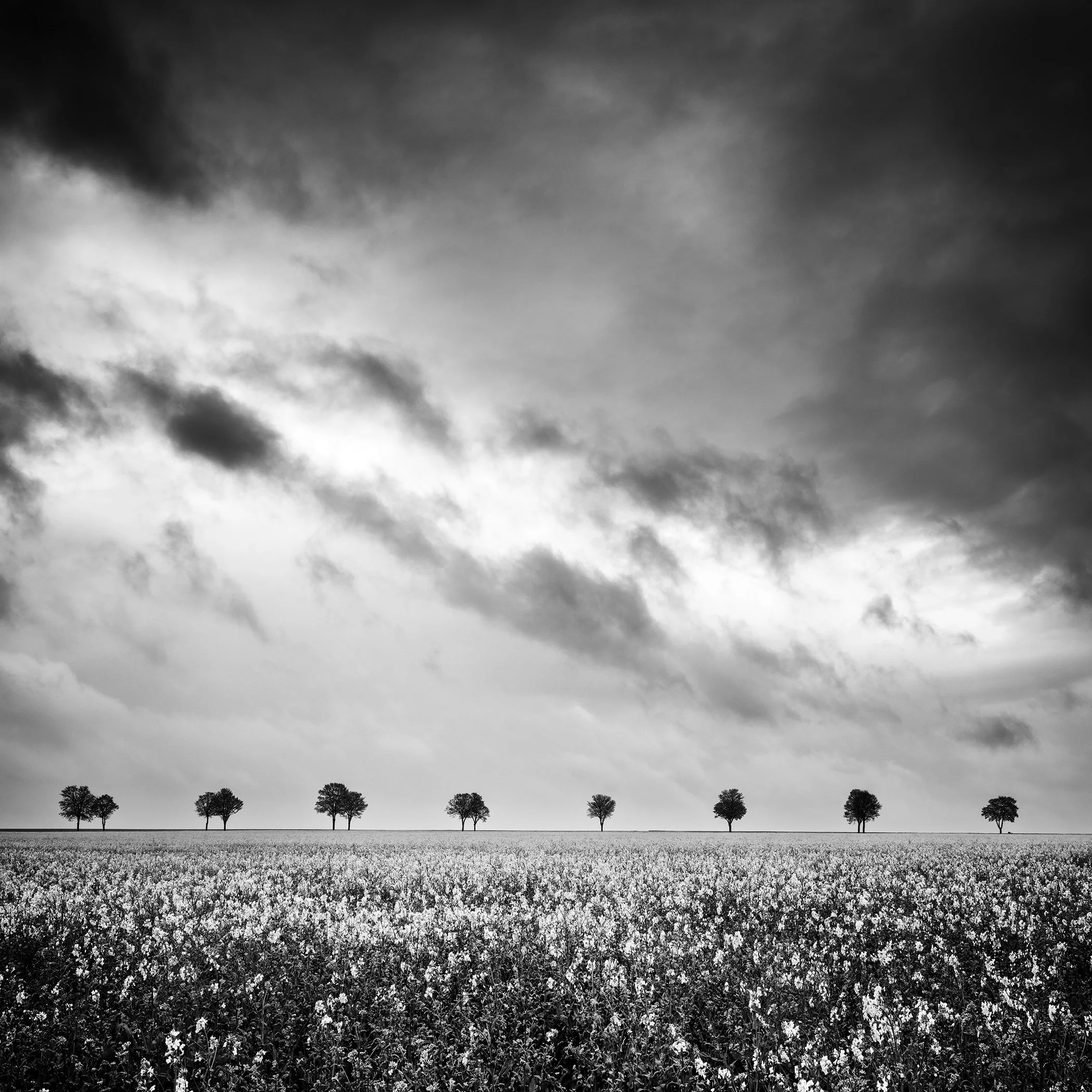 Black-and-white landscape photo of a rapeseed field with a row of trees beneath dramatic storm clouds