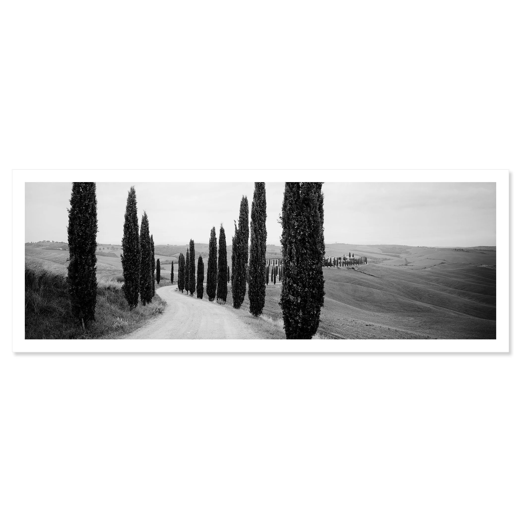 © 2020 Gerald Berghammer - Black and white photography. A winding dirt road through rolling hills lined with tall, slender cypress trees, typical of the Tuscan landscape. Fine art print only