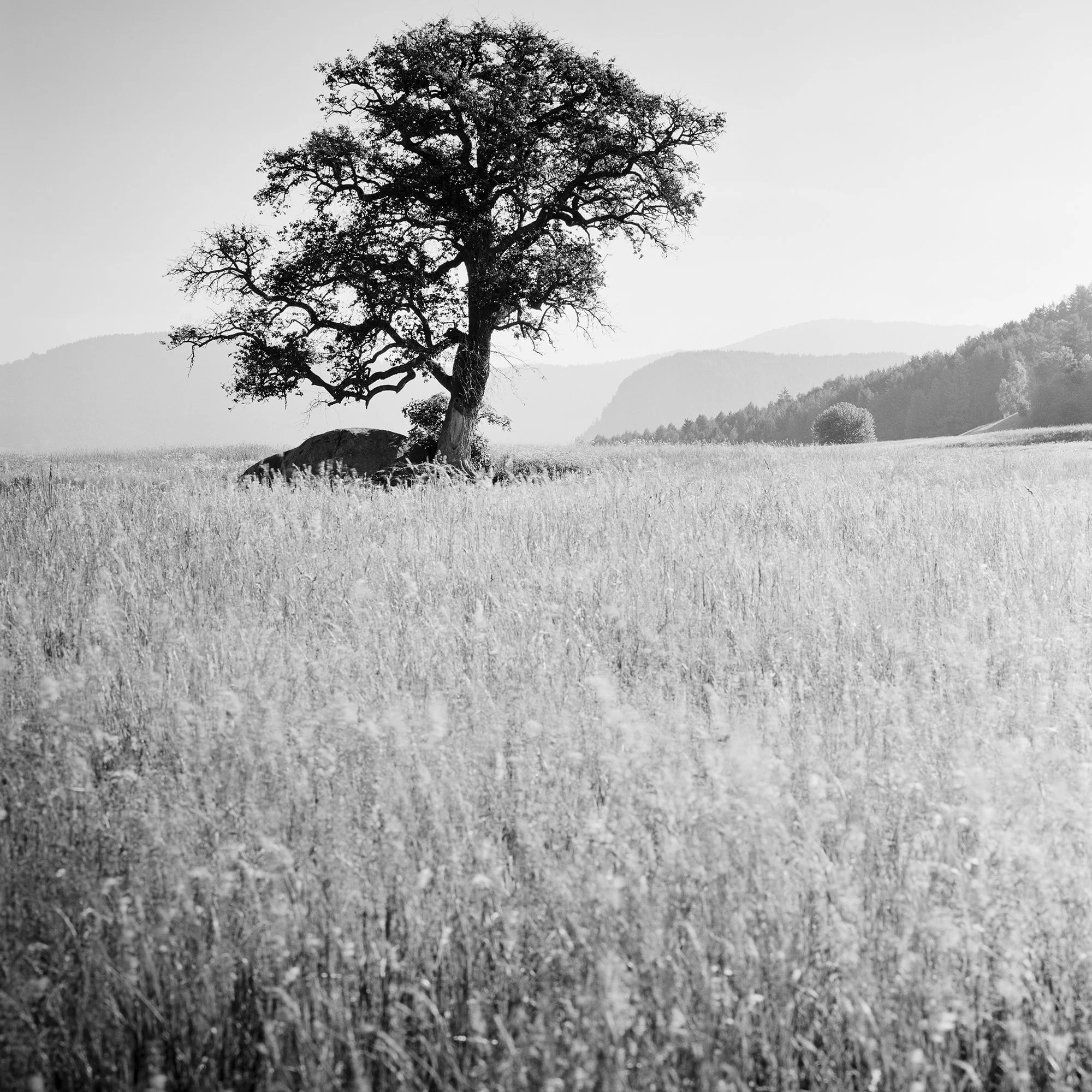 Detail of Morning Sun by Gerald Berghammer, showing the solitary tree, meadow and distant hills on Seiser Alm.