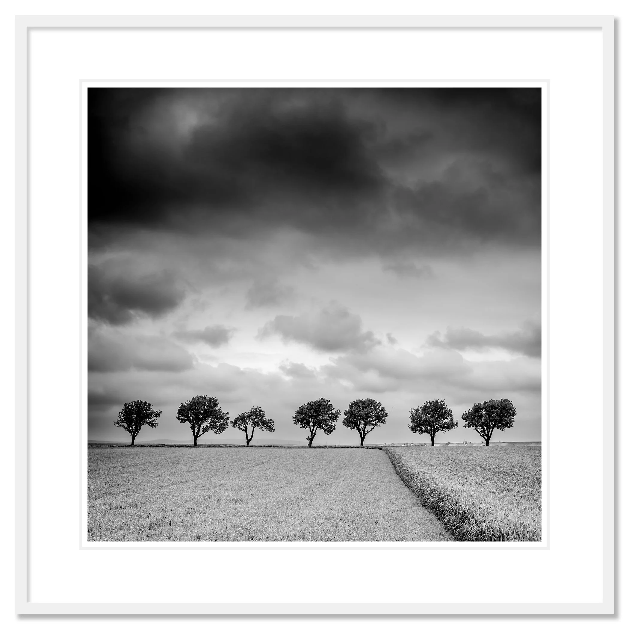 Trees at the Edge of a Field, Study 1 – archival pigment print in a white aluminium frame with a white mount. Photo by Gerald Berghammer.