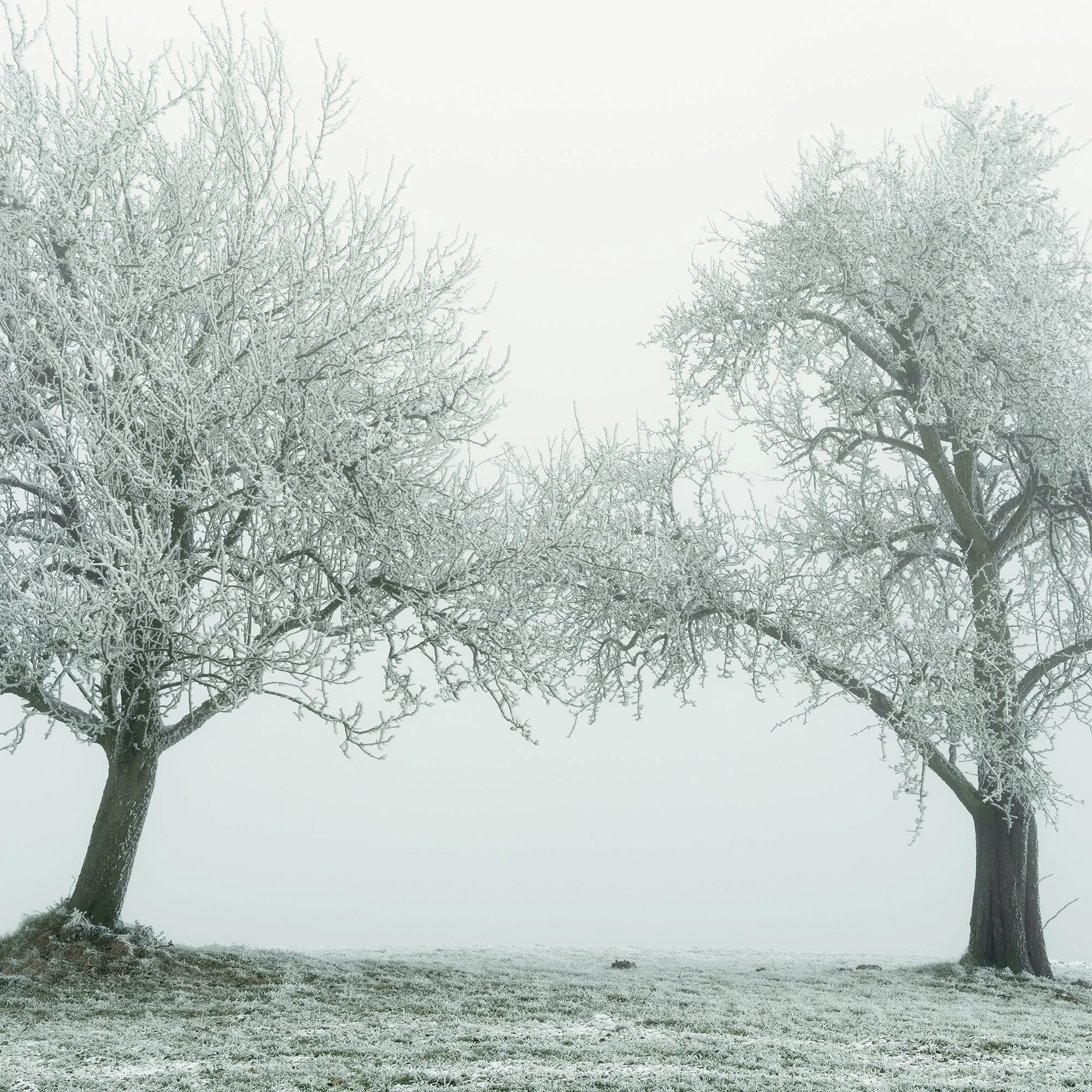Gerald Berghammer - Black and white panorama photography. Two leafless trees covered in snow on a snowy grassy hill in a foggy landscape. Print detail 3