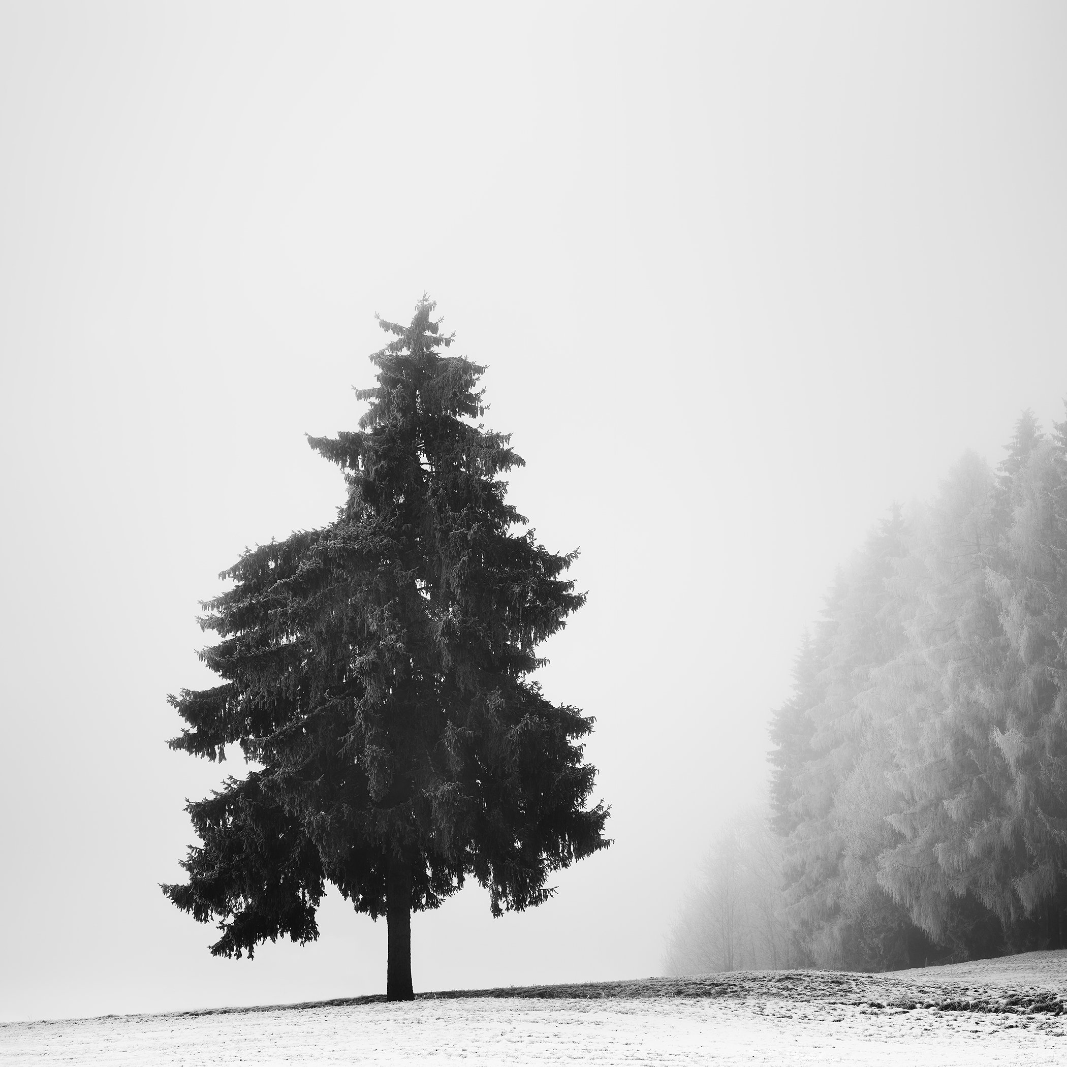 Solitary evergreen tree in a snowy winter landscape in Austria, photographed in black and white by Gerald Berghammer.