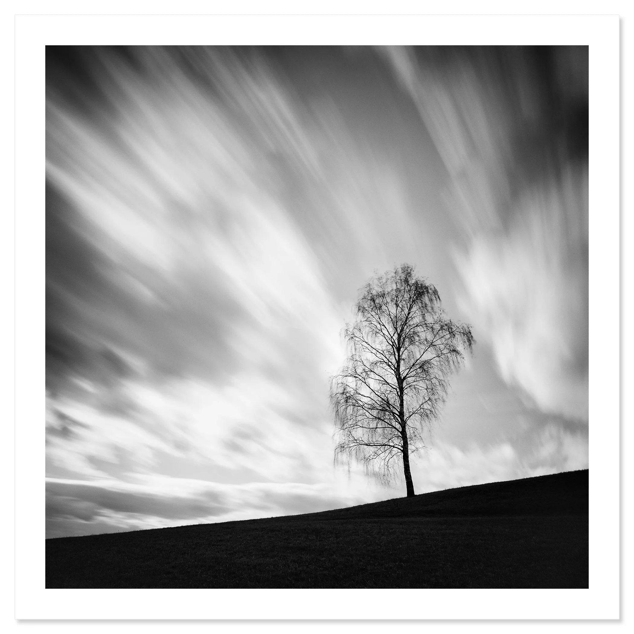 Black Birch by Gerald Berghammer shown as an archival black-and-white fine art print on Hahnemühle Photo Rag Baryta.