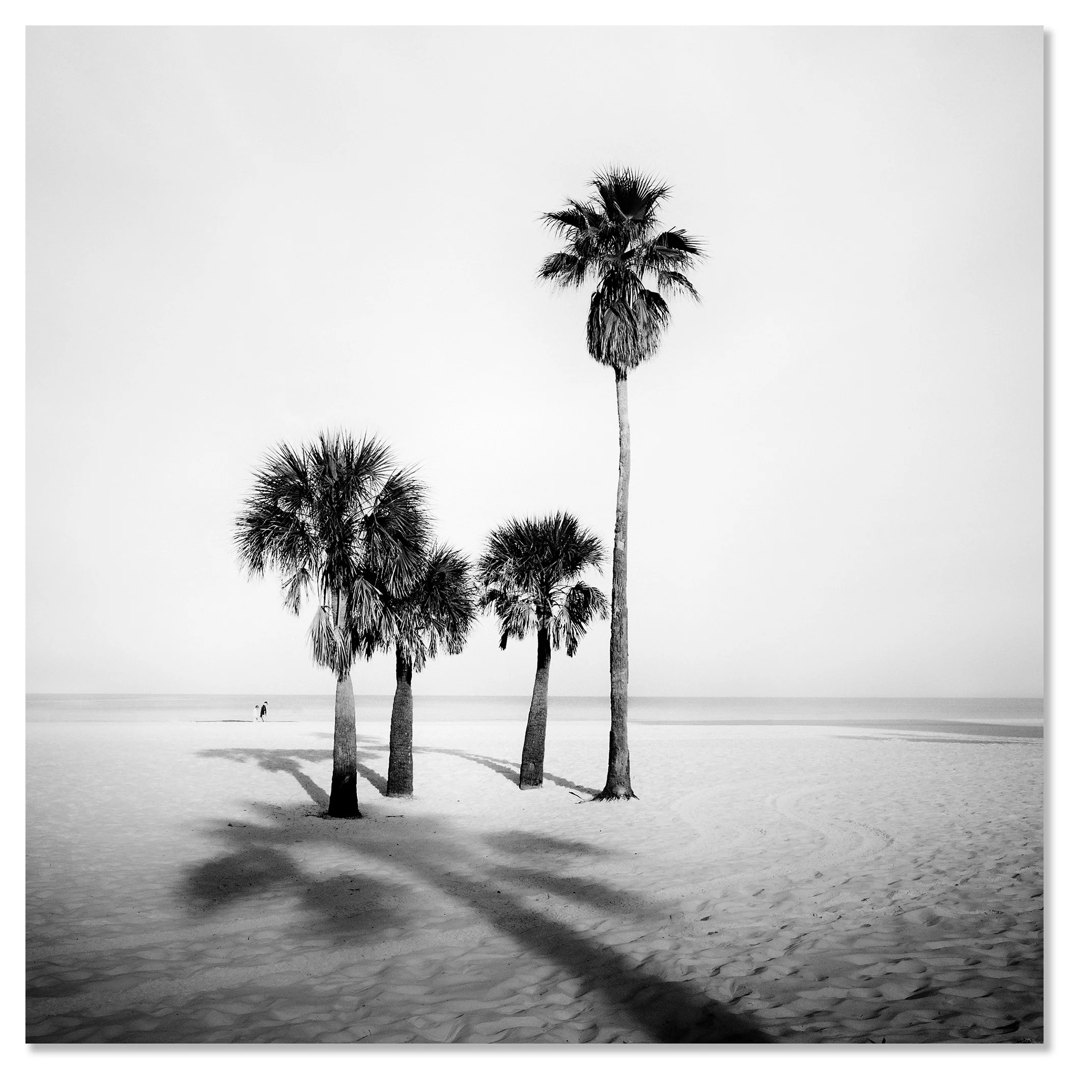 Palm Beach Study 5 shown as a frameless aluminium Dibond print by Gerald Berghammer.