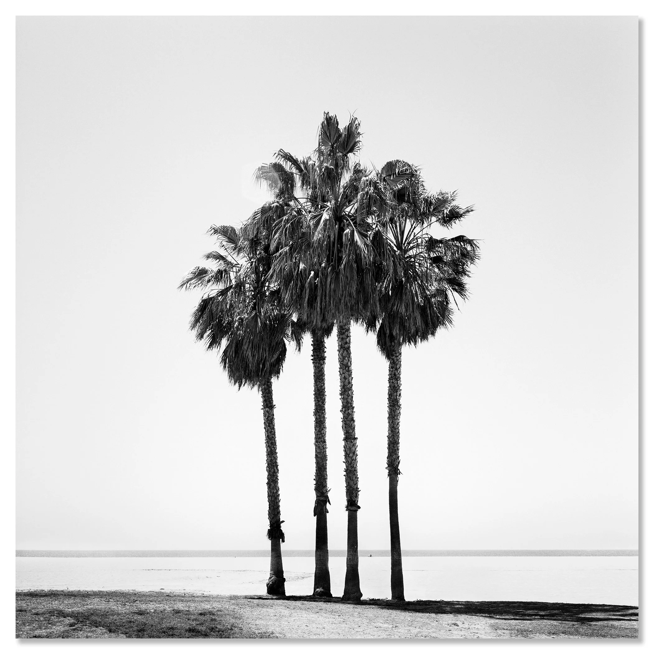 Four Palm Trees – California, USA mounted on aluminium Dibond, frameless, by Gerald Berghammer.