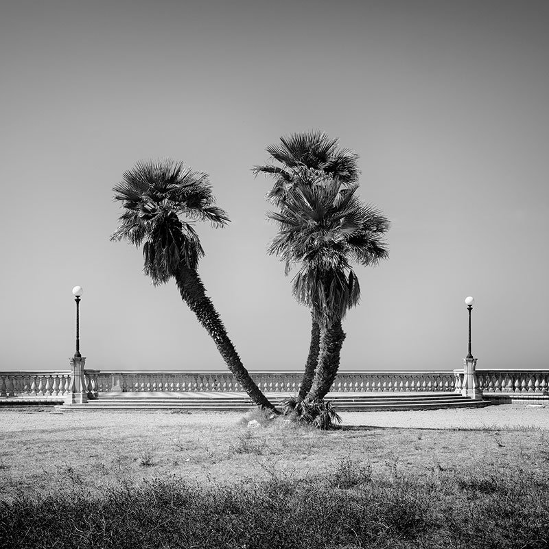 Palm Trees – Terrazza Mascagni, Tuscany | Gerald Berghammer