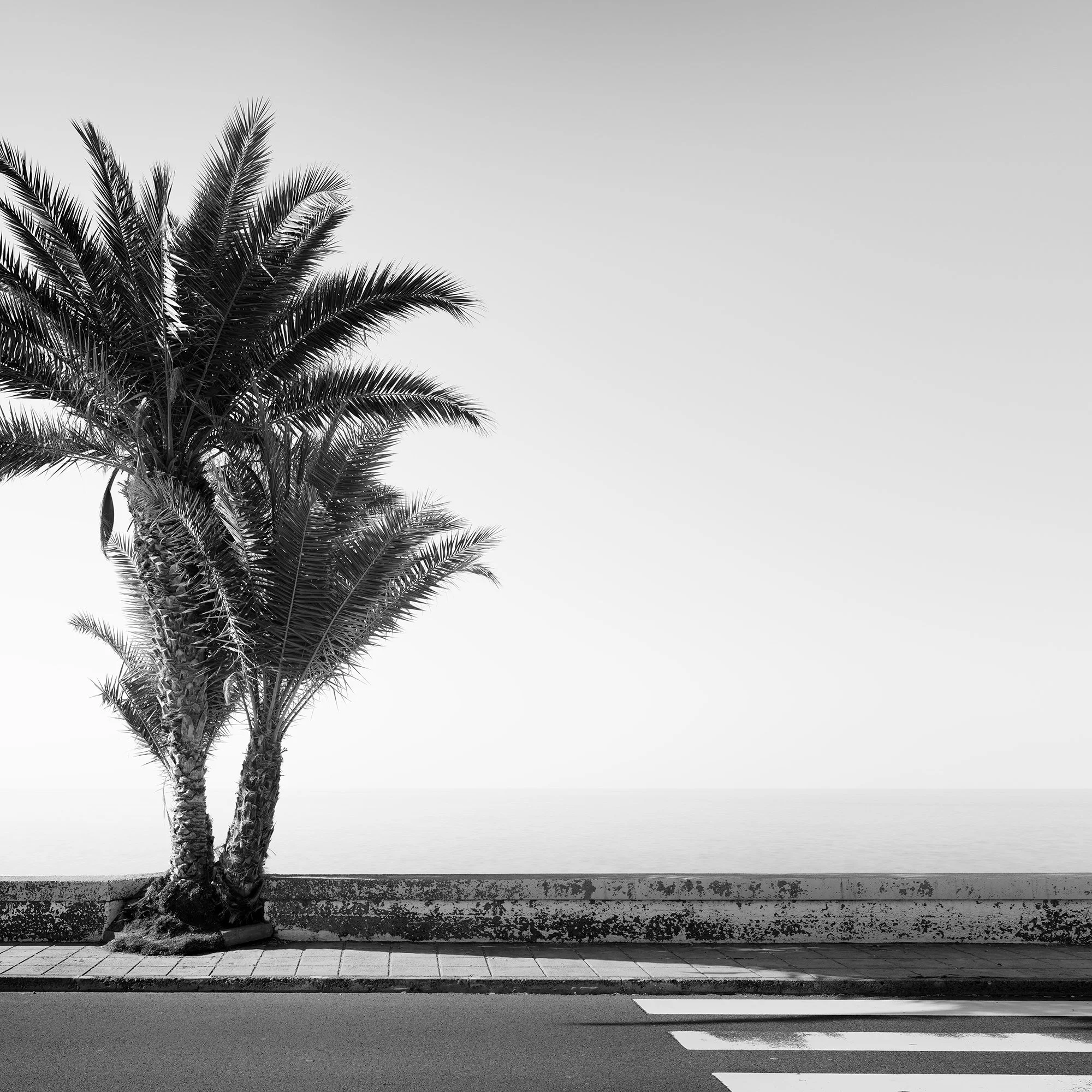 Palm Tree on the Roadside Study 2 by Gerald Berghammer, detail of sculptural palm fronds beside a coastal road and pedestrian crossing.