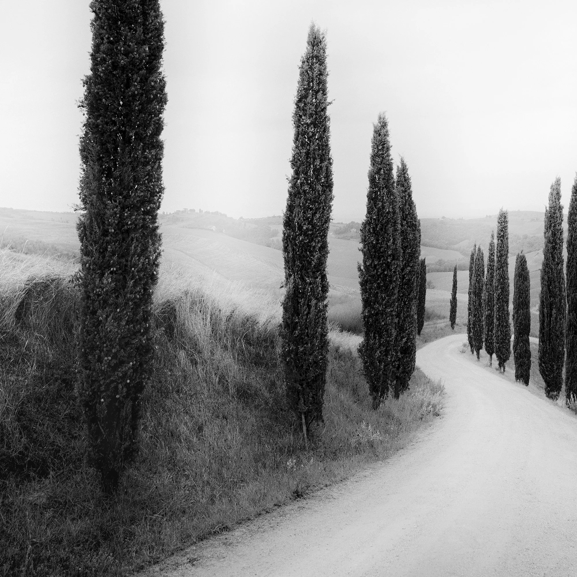 Detail of Path Lined with Cypress Trees showing the winding road and Tuscan cypress trees by Gerald Berghammer.