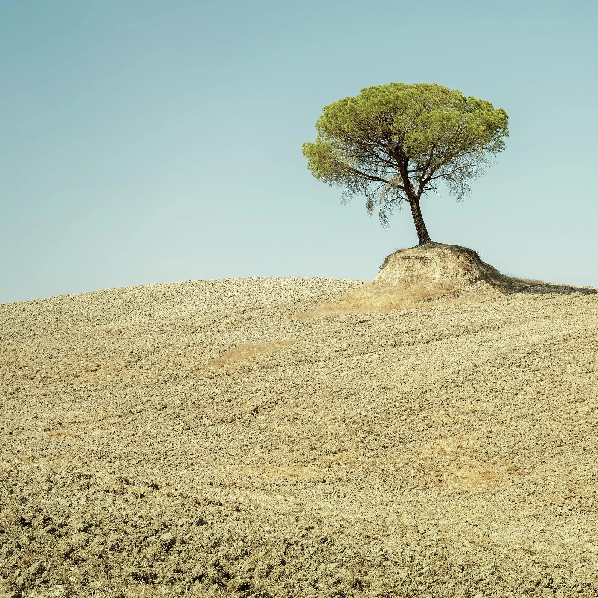 Italian stone pine rising from a pale cultivated field in a minimalist Tuscan landscape. Photo by Gerald Berghammer.