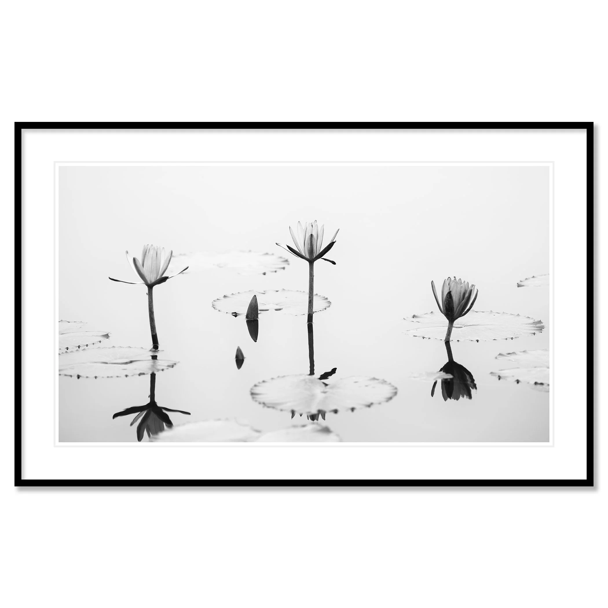 © 2025 Gerald Berghammer - Black and white minimalist waterside photography. Water lilies and lily pads on a calm pond with reflections of the flowers in the water. Classic framed black