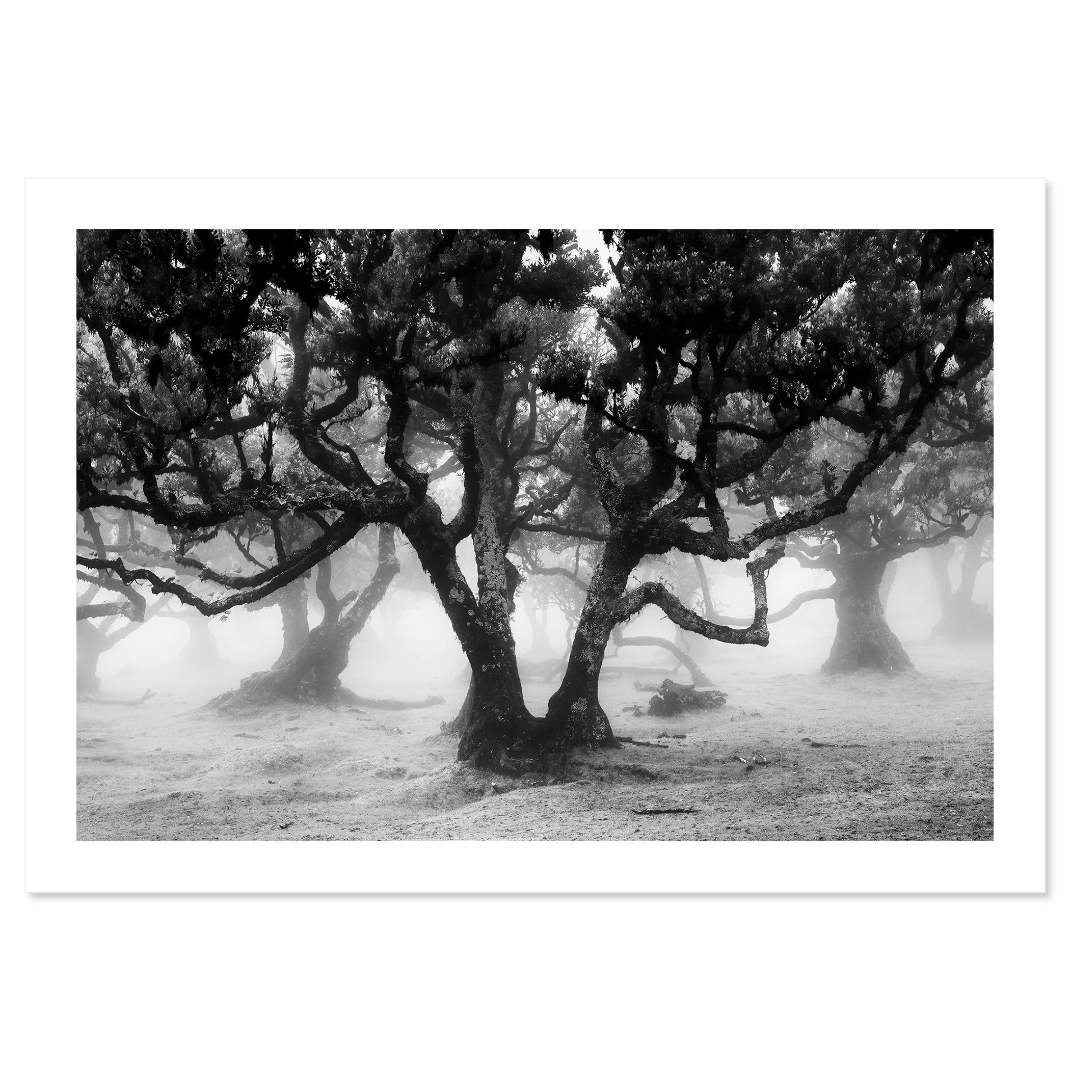 Fanal Forest Study 1 by Gerald Berghammer as a black-and-white fine art print on Hahnemühle Photo Rag Baryta.