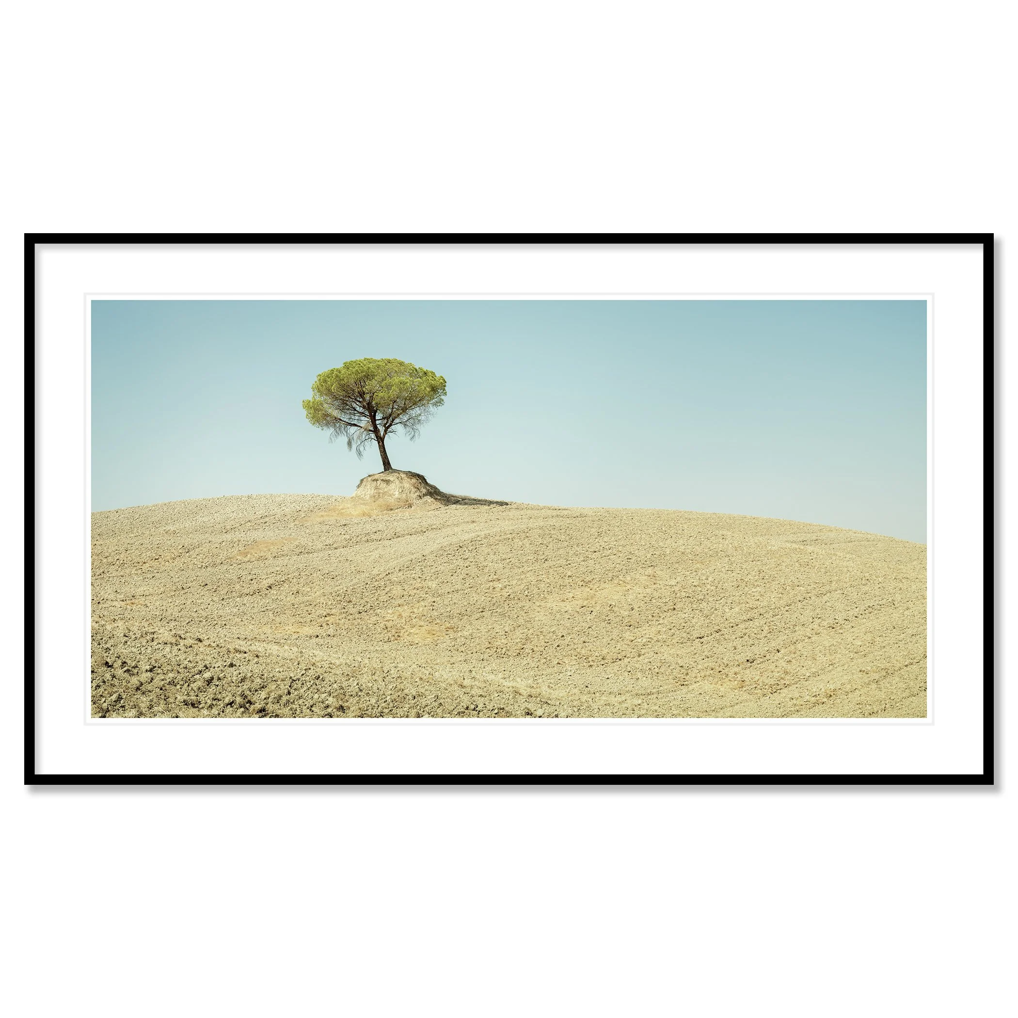 Italian Stone Pines, Study 6 – archival pigment print in a black aluminium frame with a white mount. Photo by Gerald Berghammer.