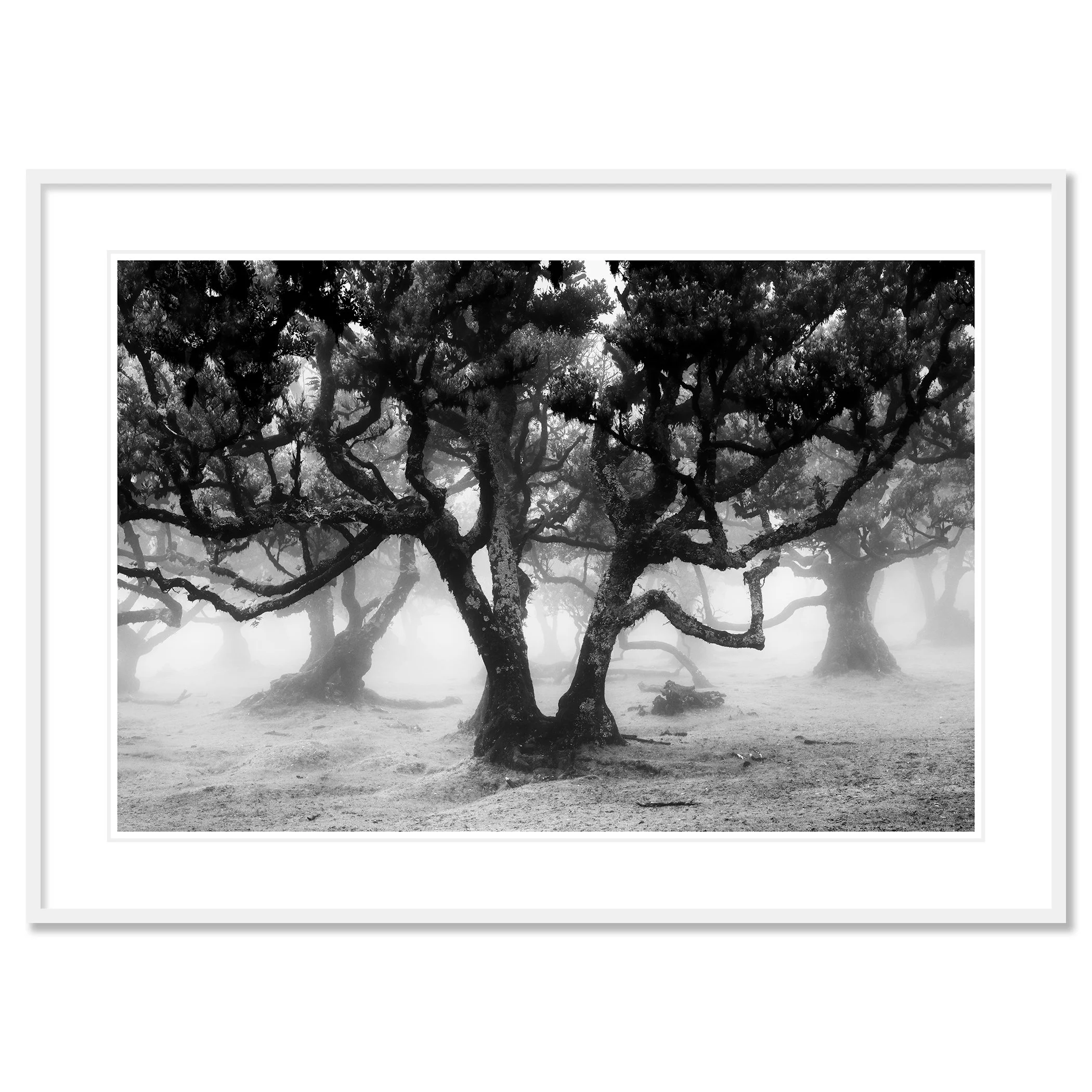 Fanal Forest Study 1 by Gerald Berghammer displayed in a white aluminium frame with a white mount.