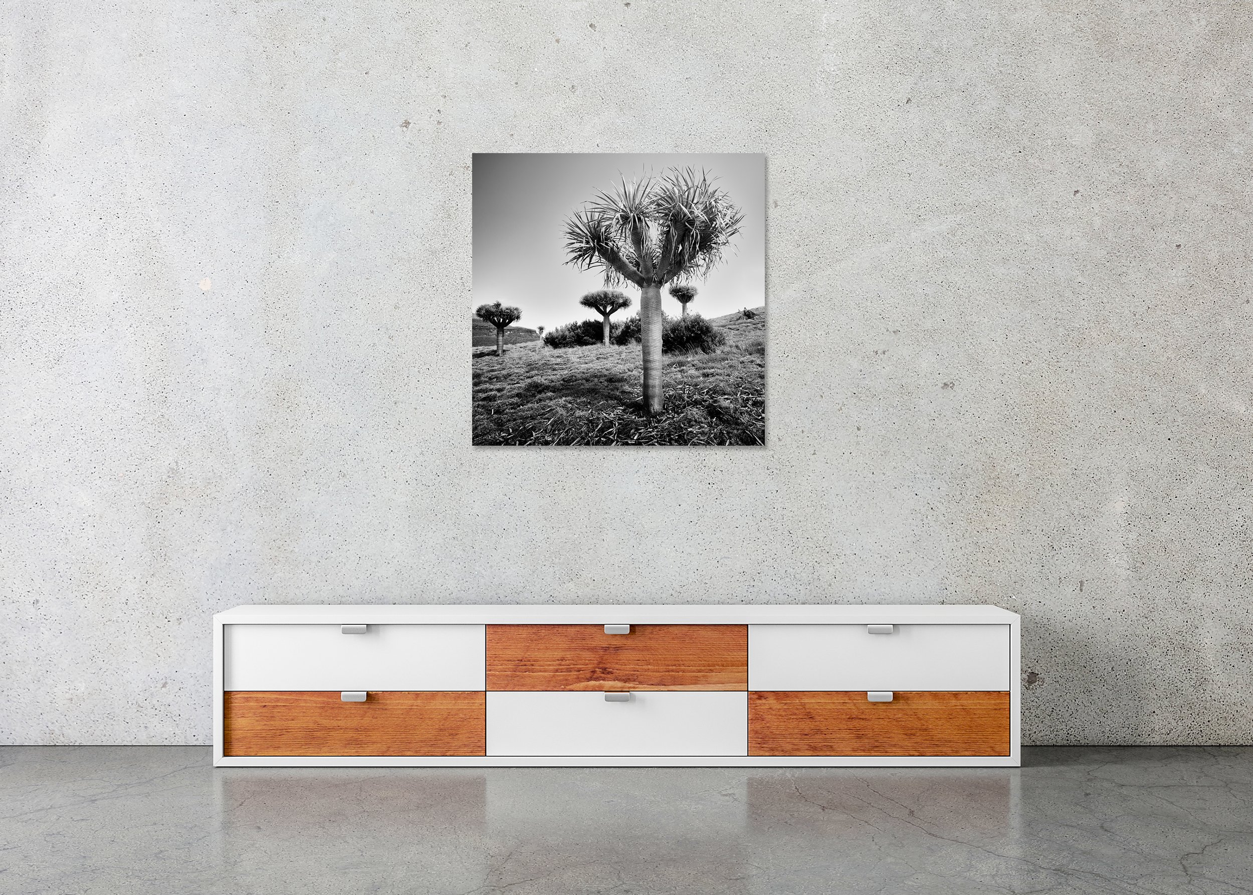 Dragon trees standing on a grassy hillside in a black and white landscape, photo print mounted to Dibond, frameless