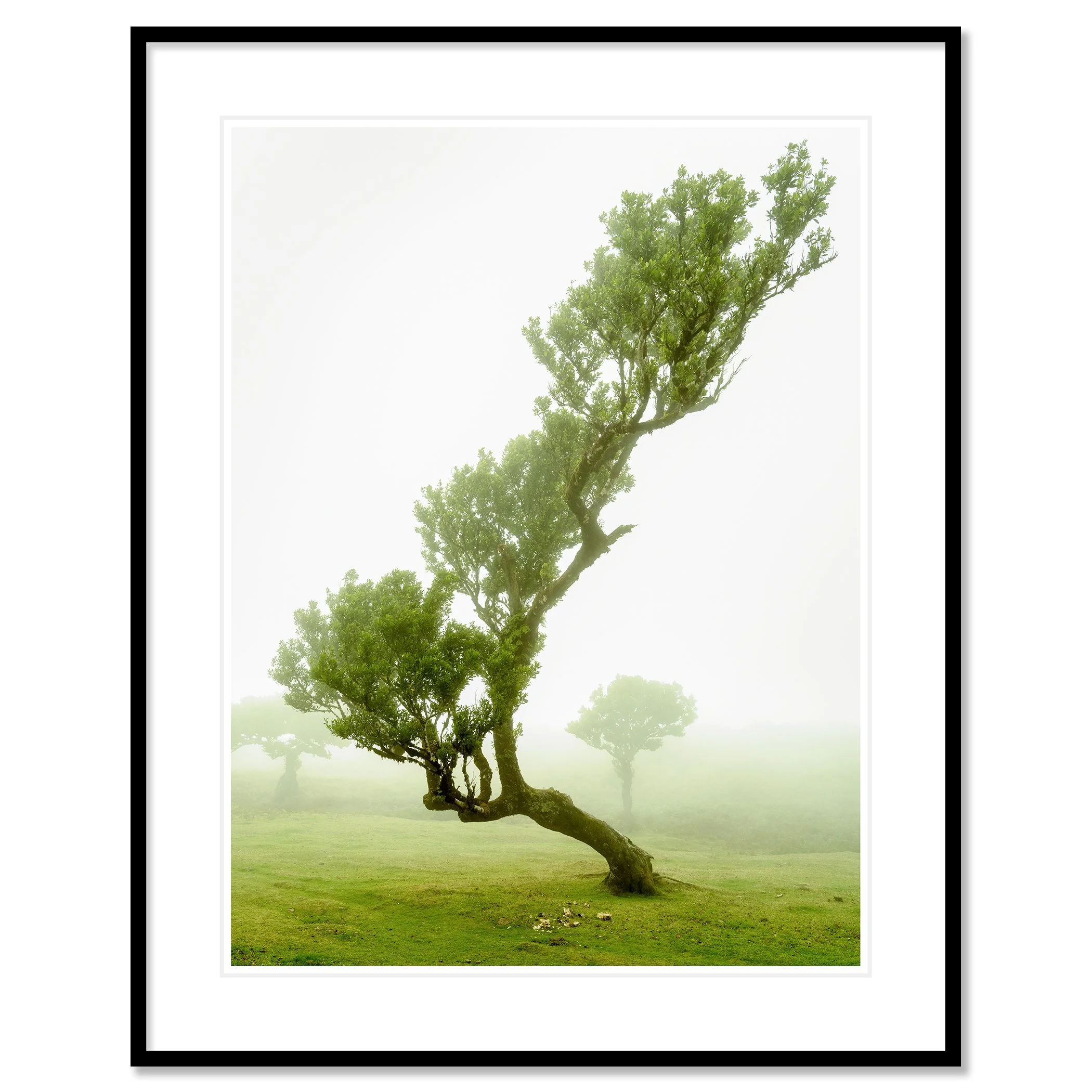 © 2021 Gerald Berghammer - A bent, twisted tree with green leaves in a foggy landscape with other trees in the background. Classic framed black