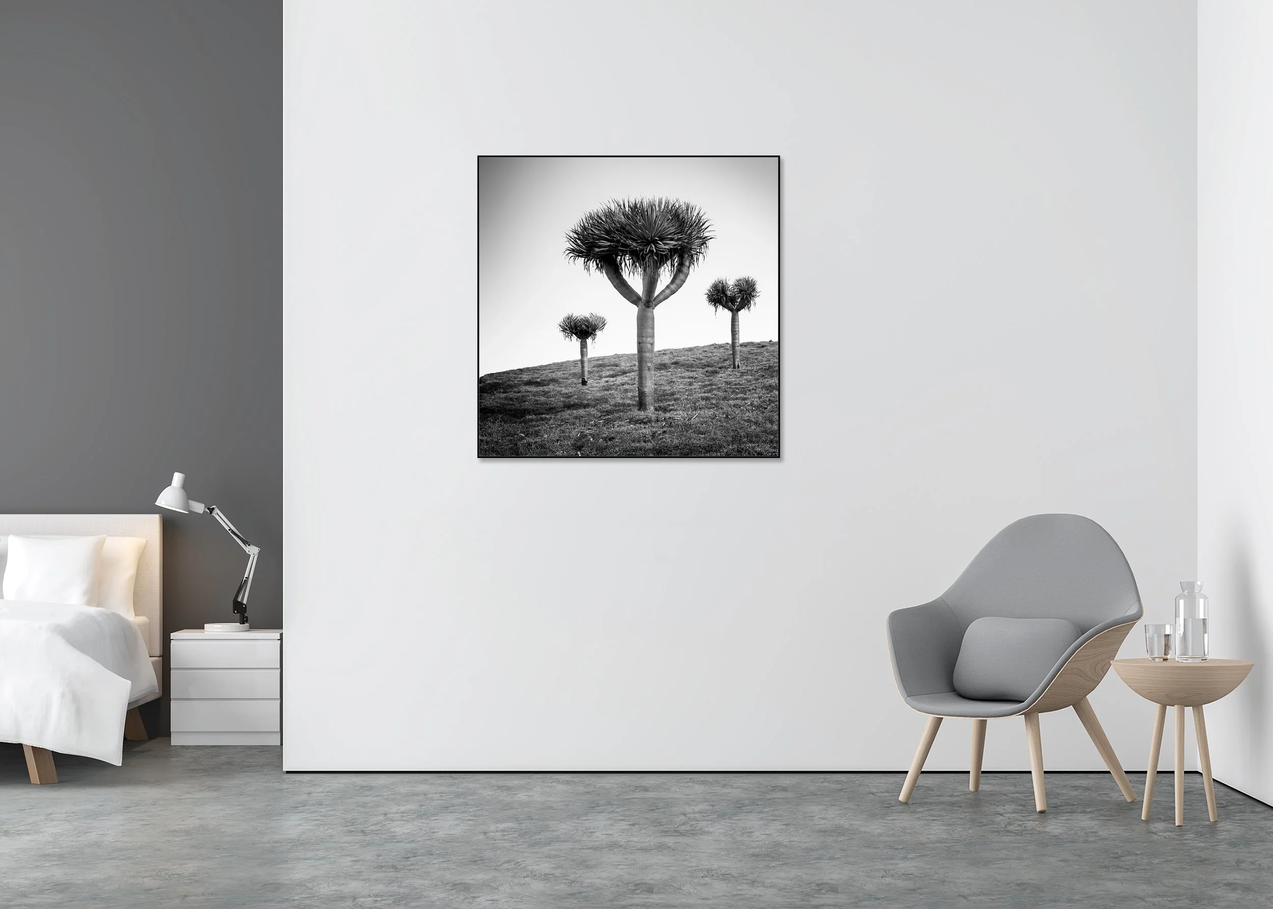 Canary Islands Dragon Tree displayed in a modern interior as a black-and-white Dibond print in a black aluminium ArtBox frame by Gerald Berghammer.