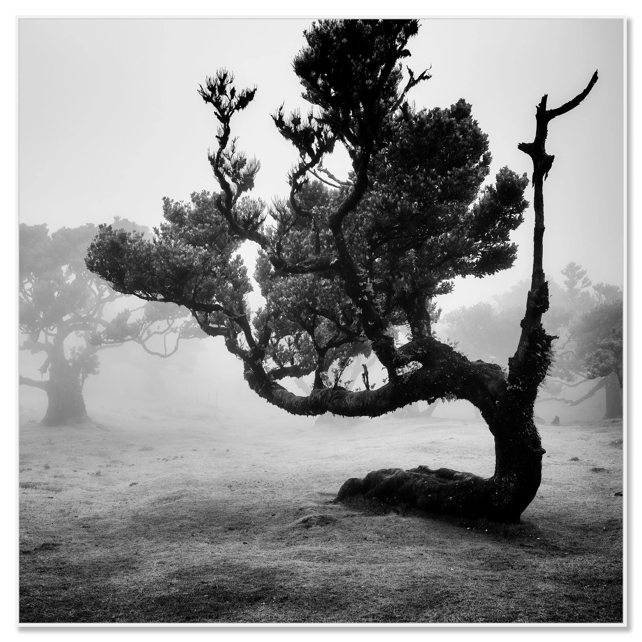 Black and white photo of a lone tree in dense fog, Laurisilva forest in Fanal, Madeira – framed ArtBox white