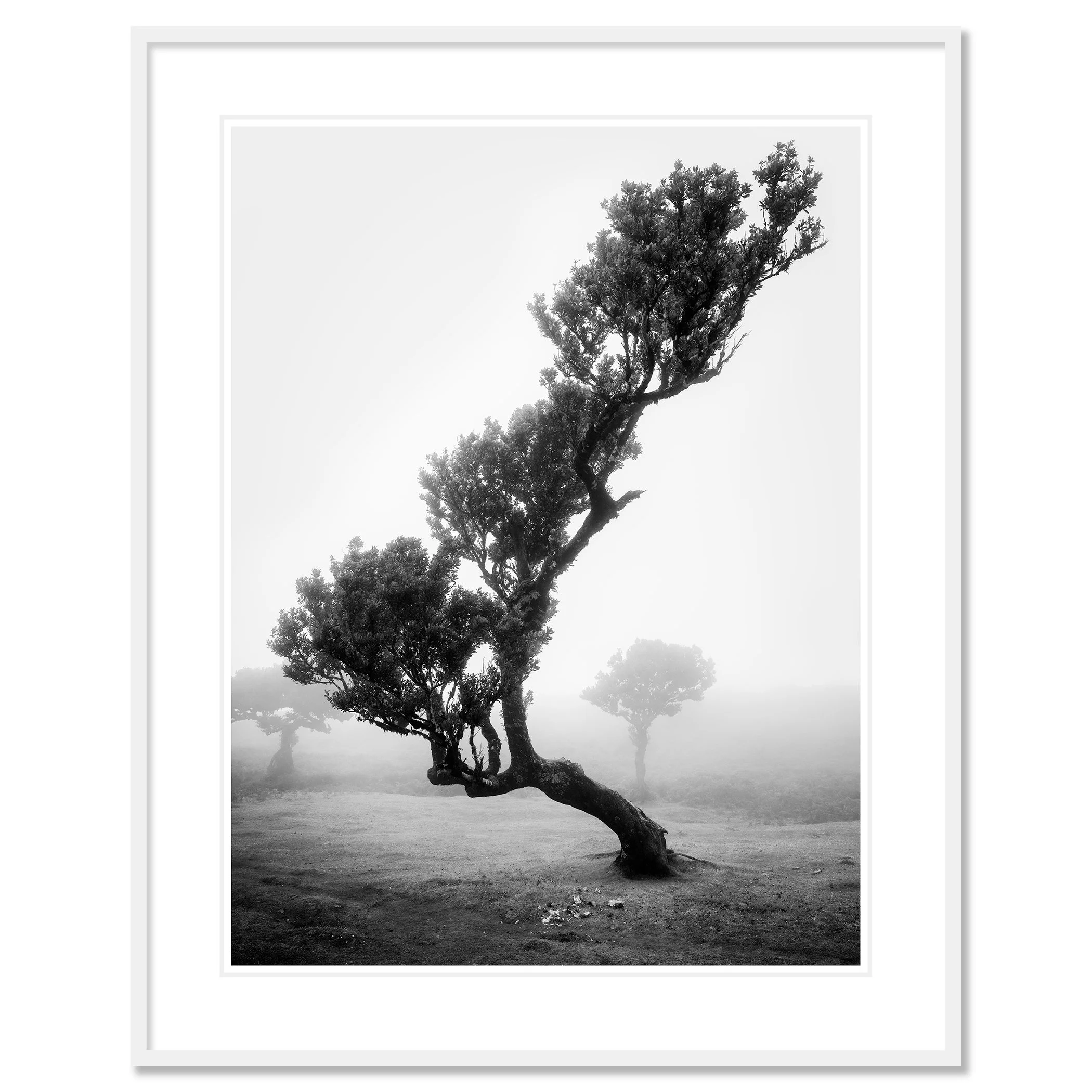 Ancient Laurisilva Forest Study 10 as a black-and-white fine art print in a white aluminium frame with a white mount by Gerald Berghammer.
