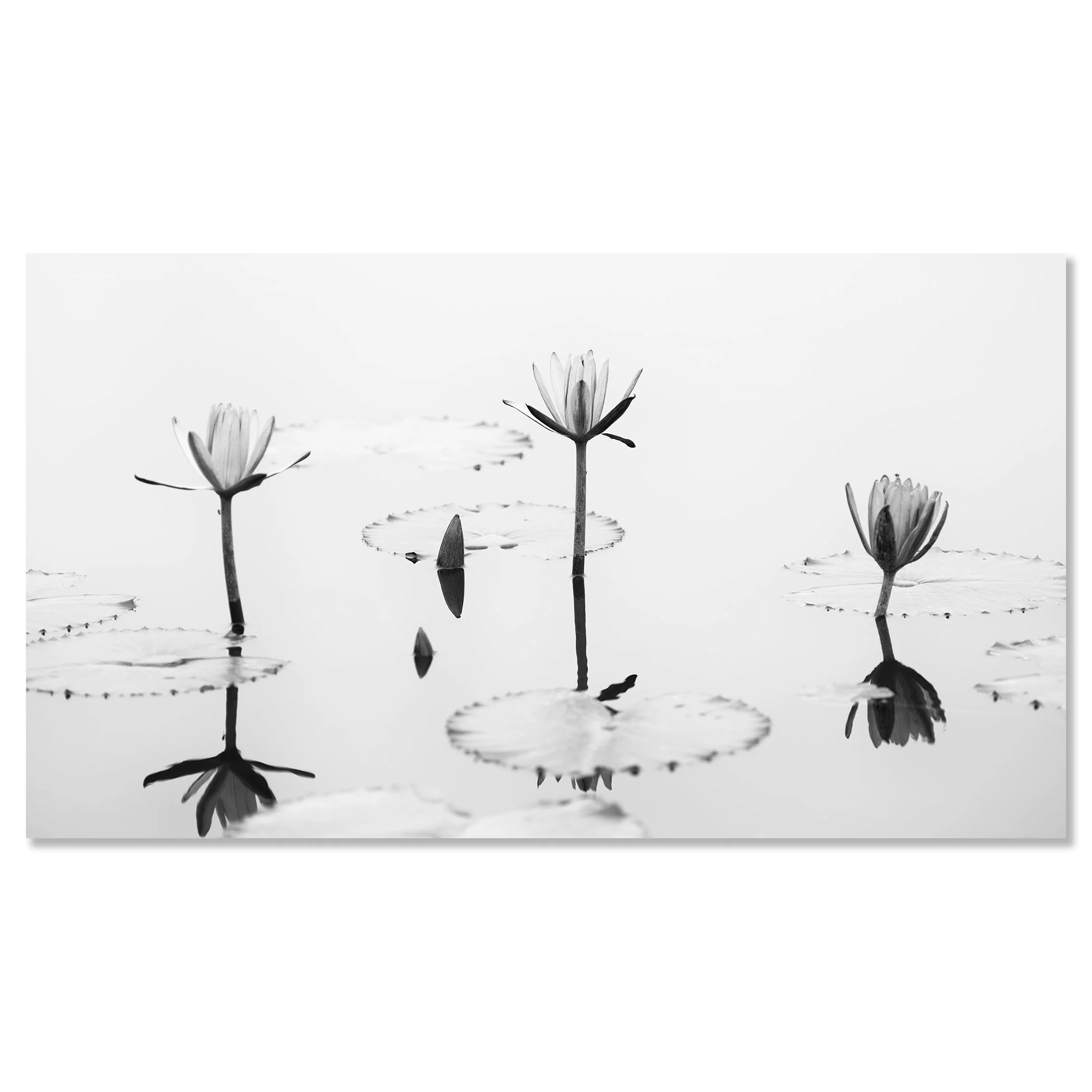 Lotus Flower, Panorama Study 2 – frameless black-and-white photograph mounted on aluminium Dibond by Gerald Berghammer.