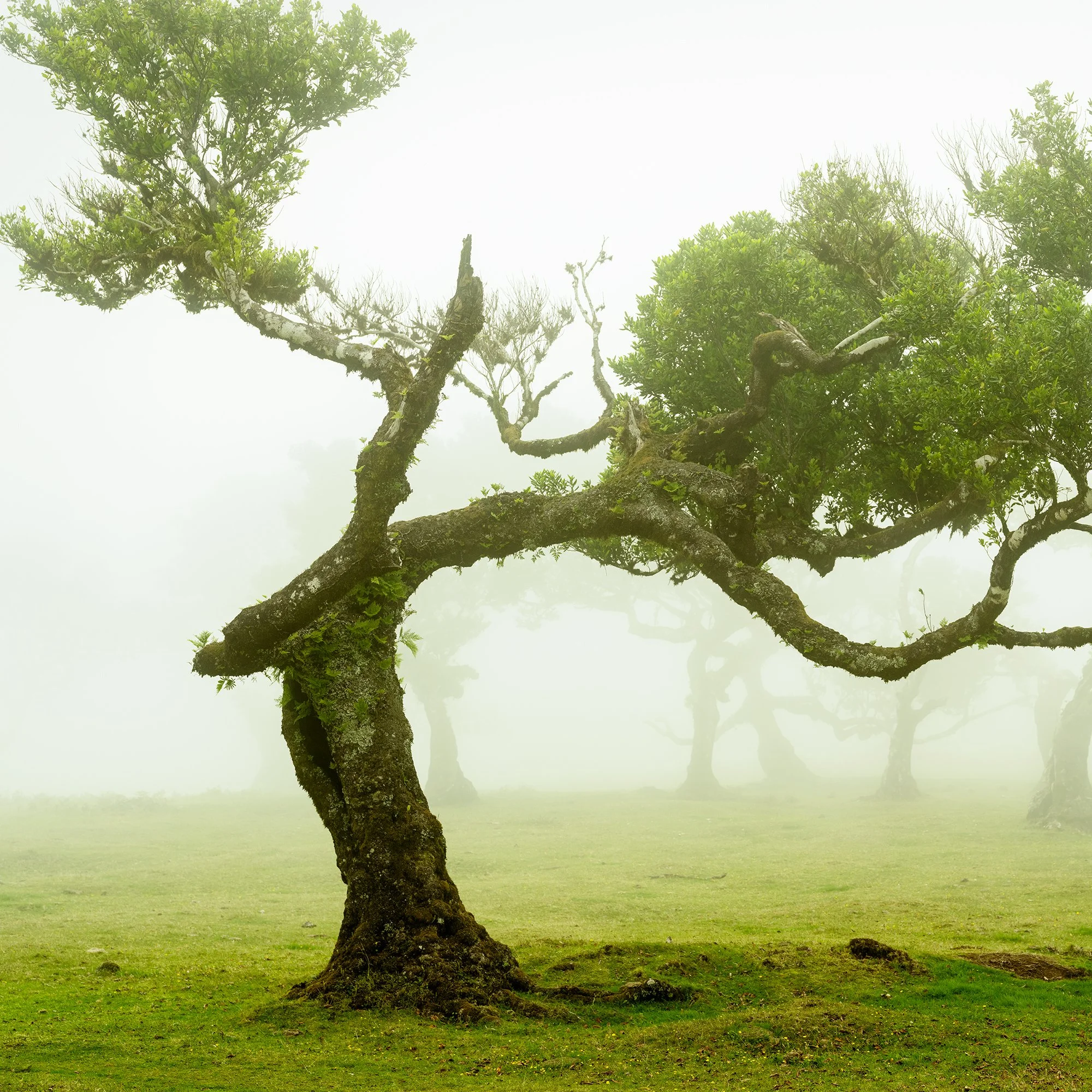 © 2021 Gerald Berghammer - A twisted tree with green foliage standing alone on a grassy field, shrouded in fog. Print detail 1