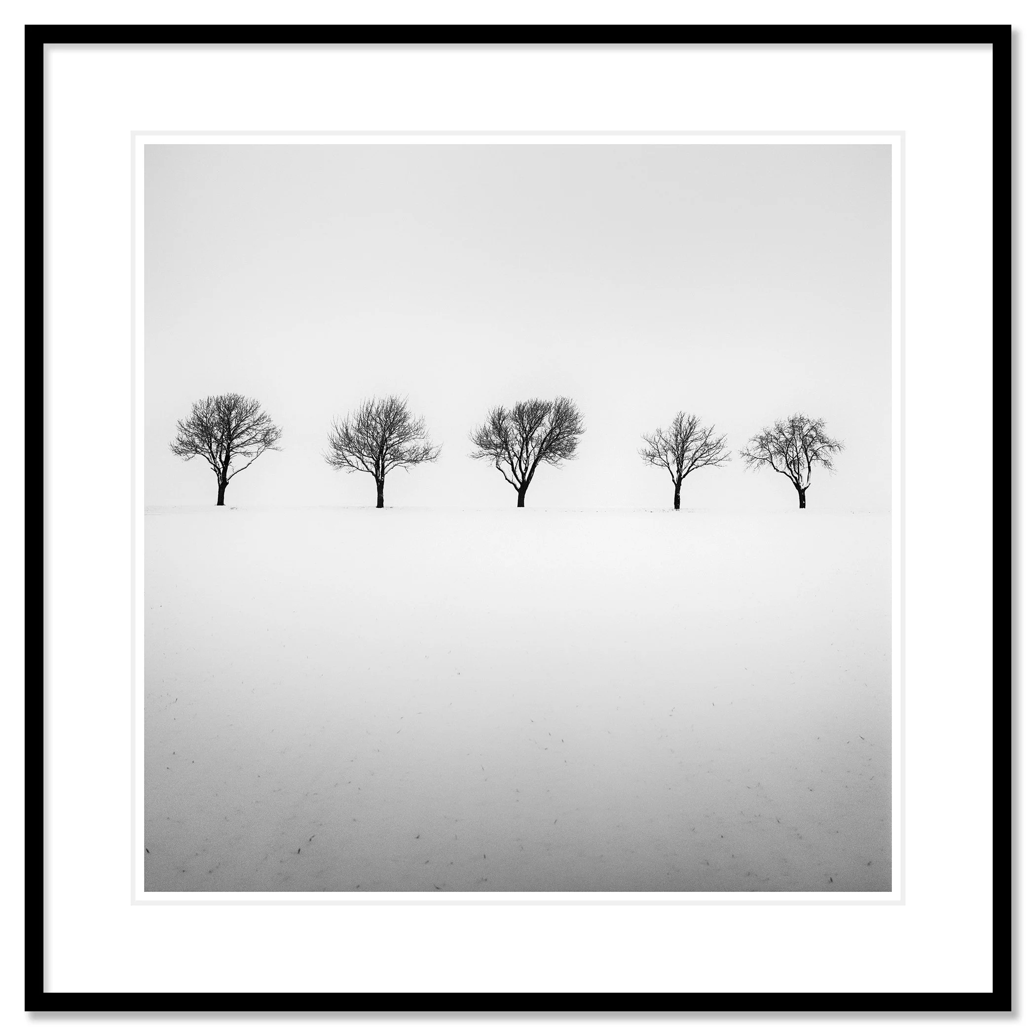Five Trees in Snowy Field by Gerald Berghammer shown in a black aluminium frame with a white mount.
