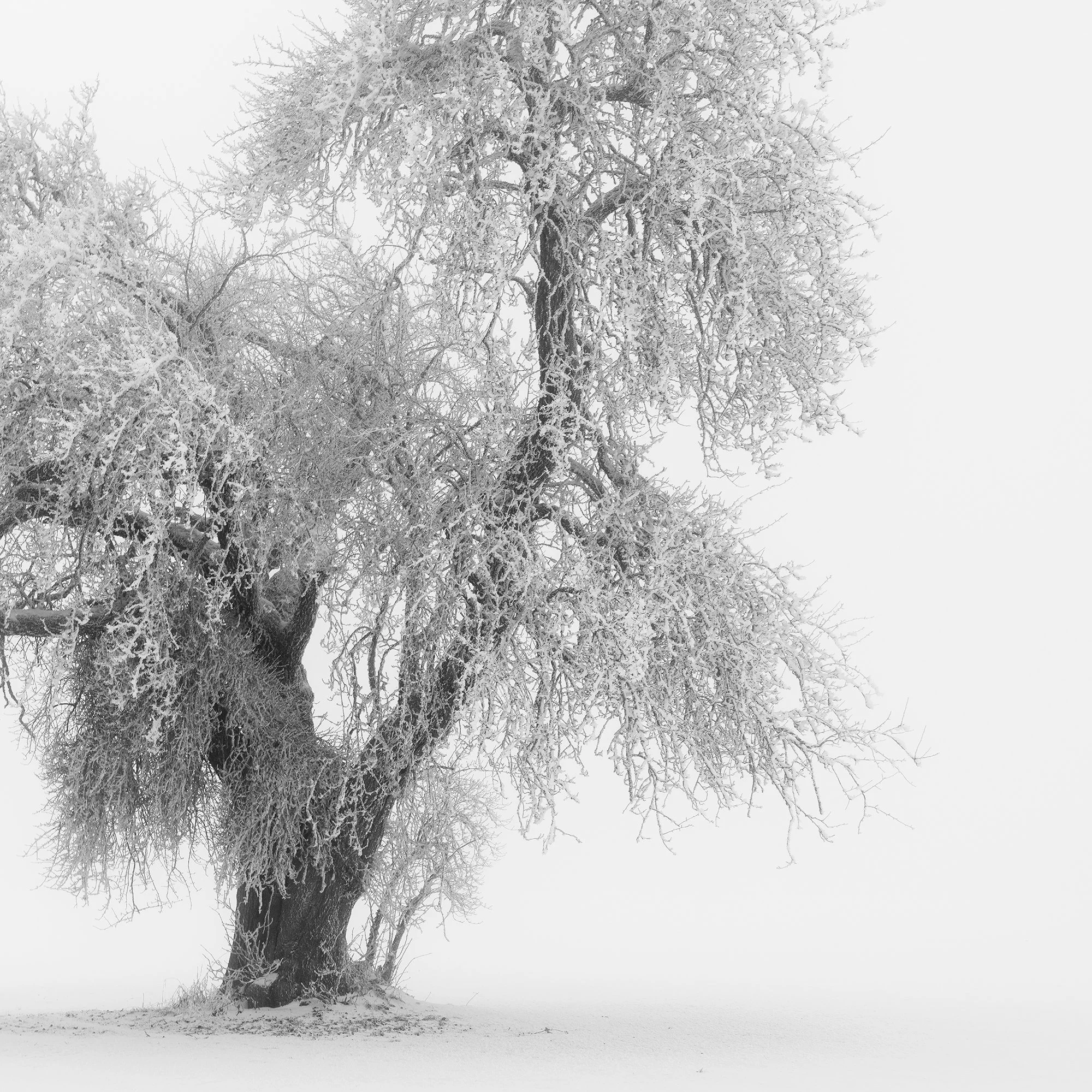 Close-up detail of Minimalist Winter Tree Study 1 – Austria, highlighting the high-key winter tones and fine black-and-white texture.