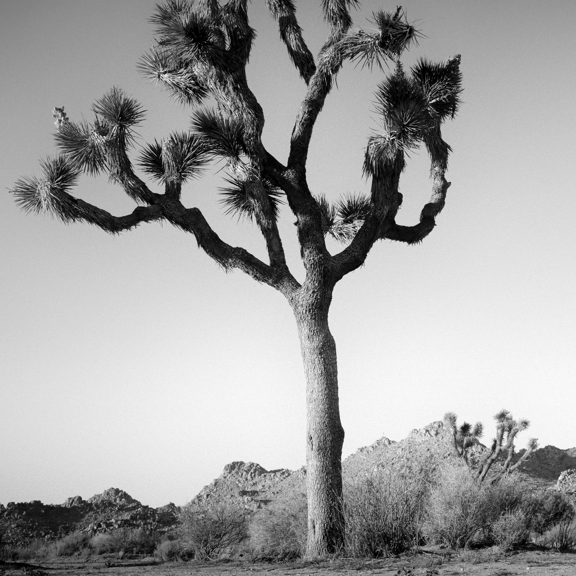© 2015 Gerald Berghammer - Black and white photo of a desert landscape with two Joshua trees and mountain ridges, California, USA. Print detail 3