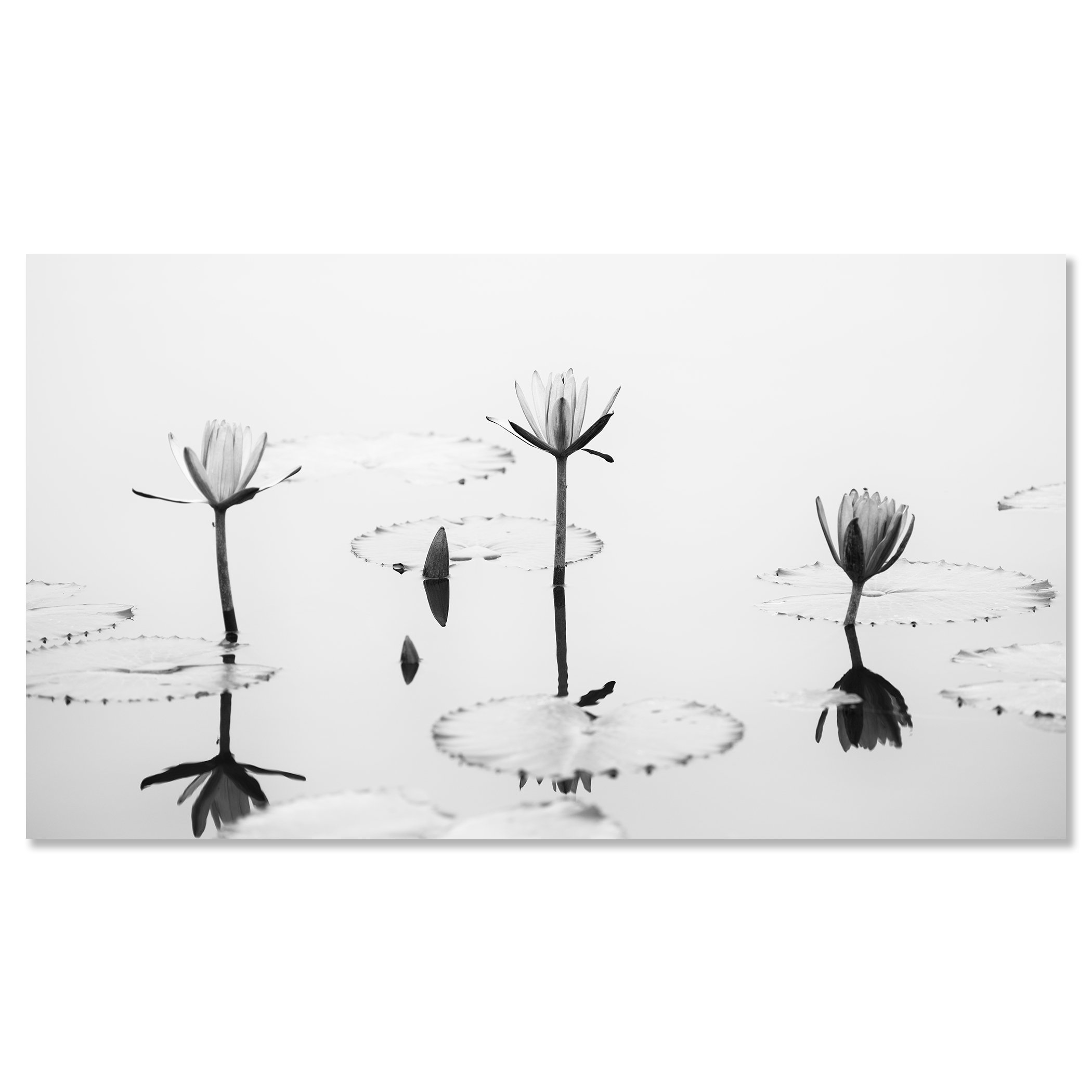 Lotus Flower, Panorama Study 2 – Vietnam, frameless black-and-white photograph mounted on aluminium Dibond.