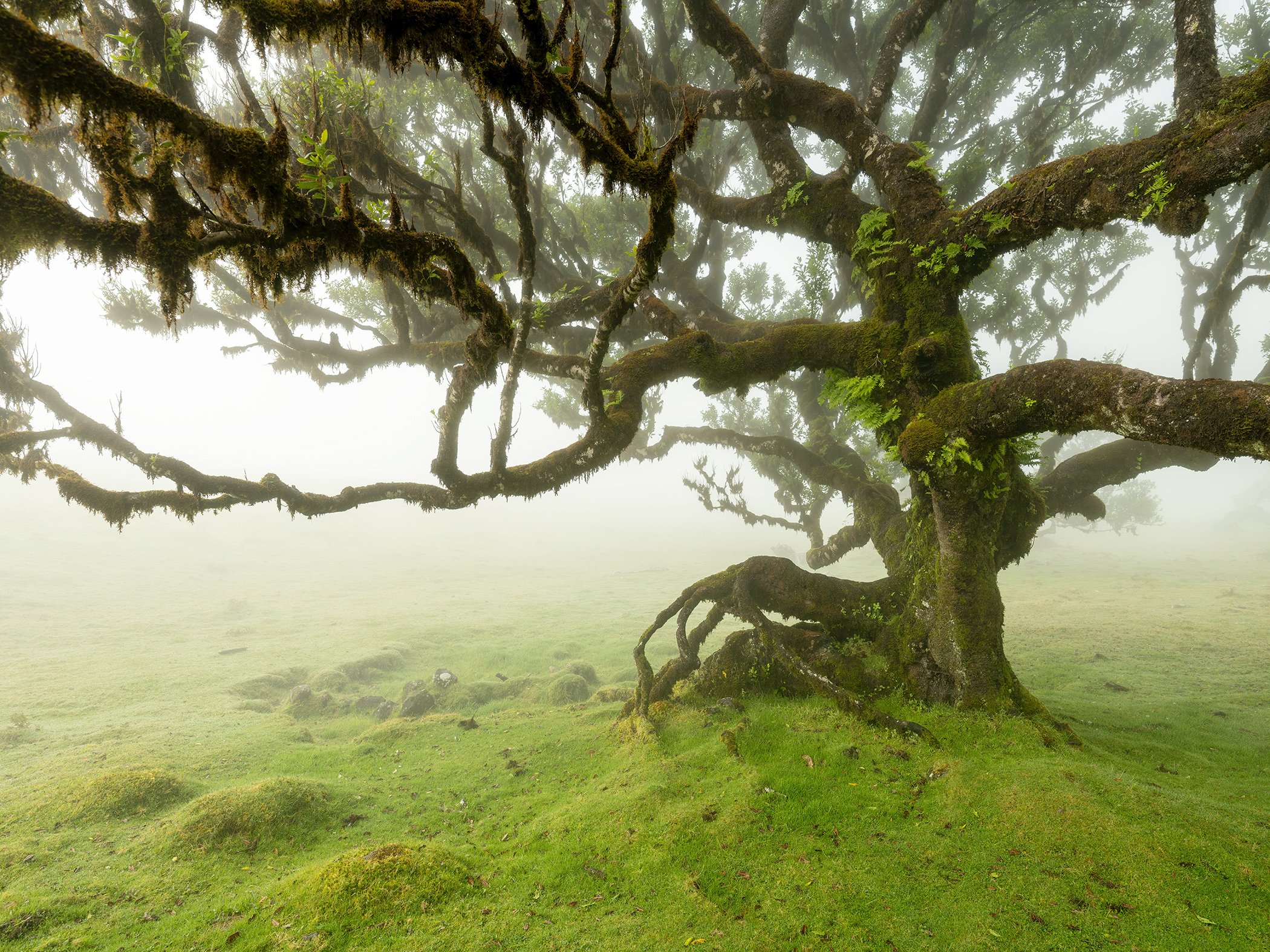 Ancient moss-covered tree with sprawling branches in a foggy green meadow on Madeira Island