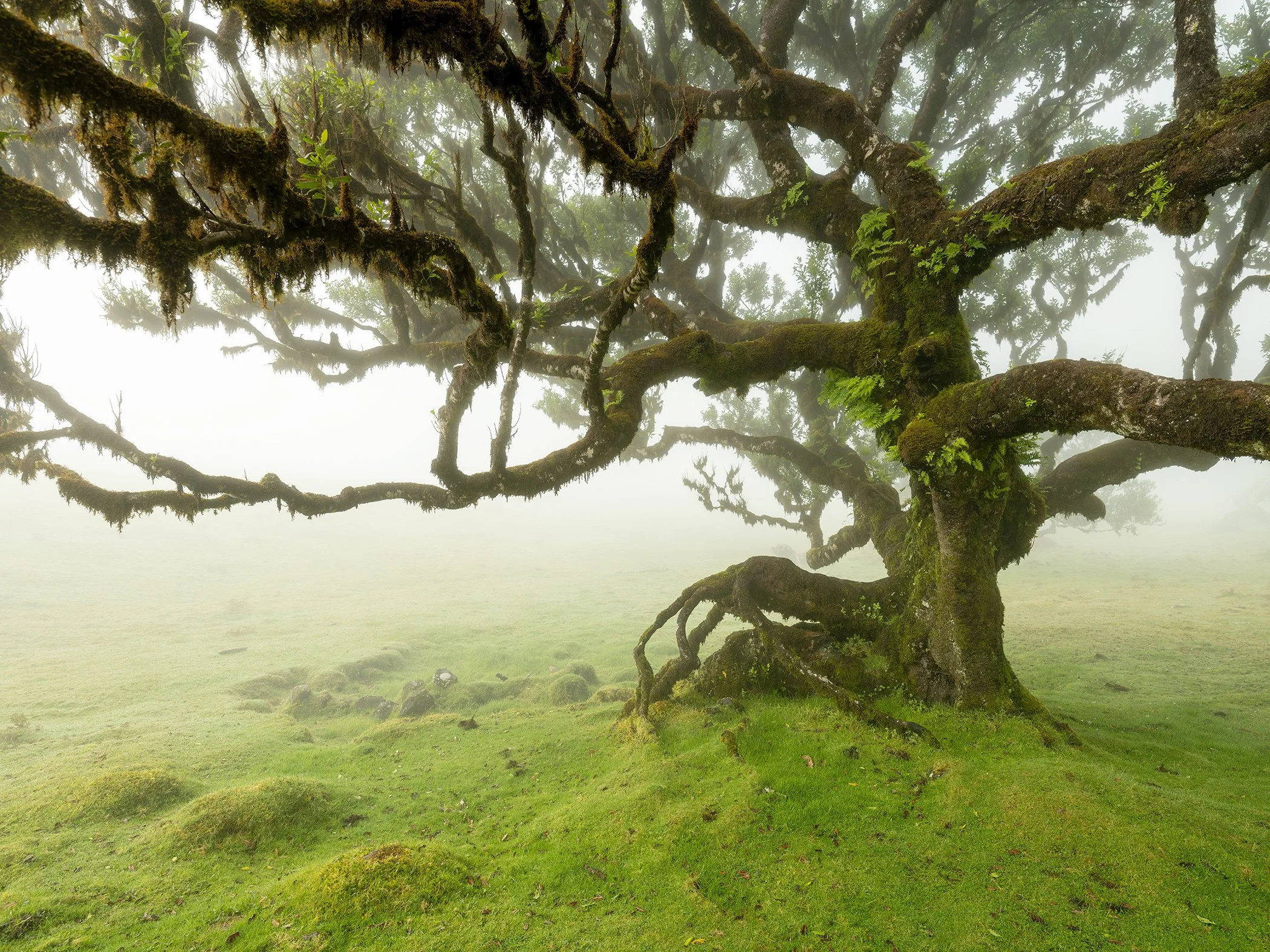 Ancient moss-covered tree with sprawling branches in a foggy green meadow on Madeira Island