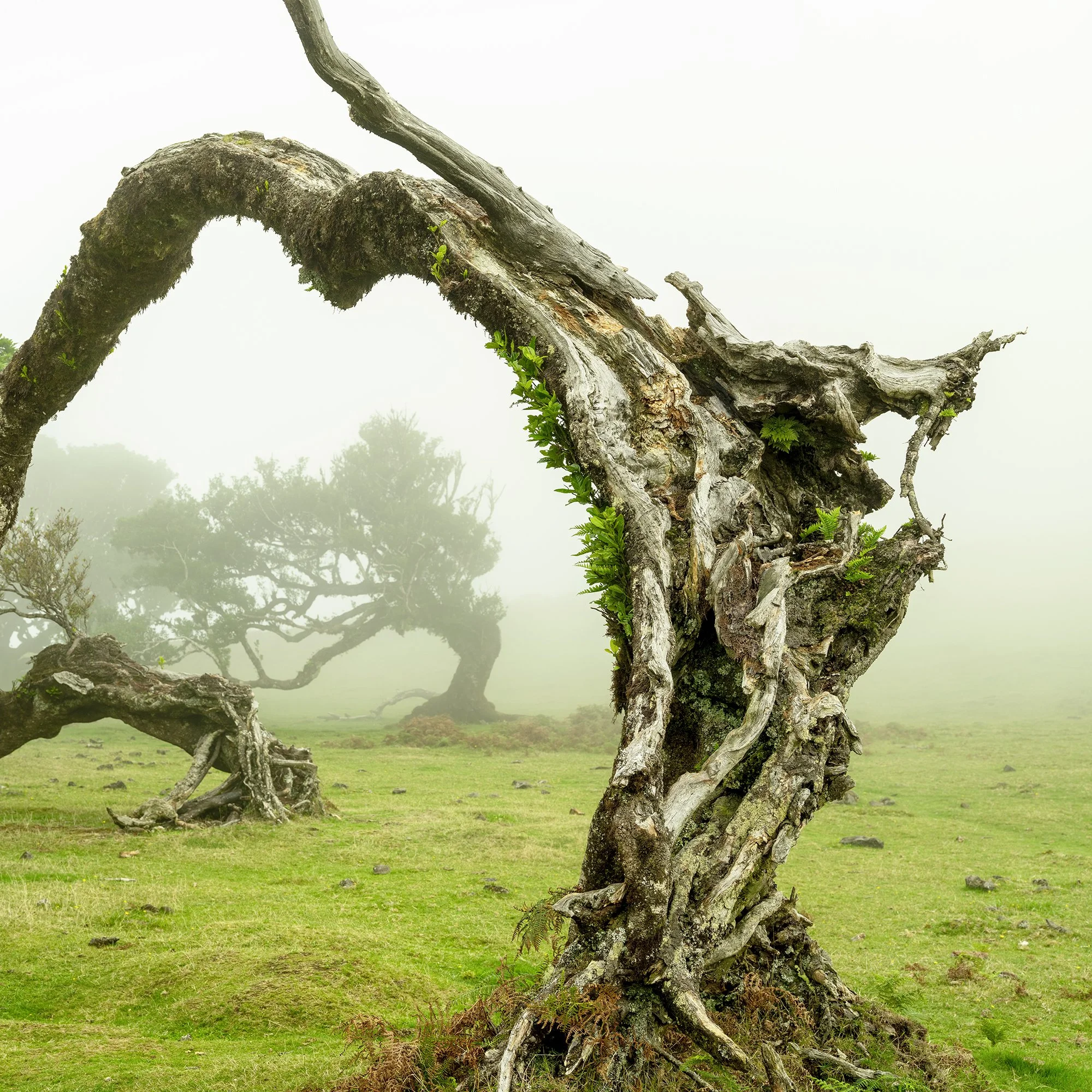 © 2021 Gerald Berghammer - A twisted, gnarled tree bent to form an arch in a foggy, grassy landscape with other trees in the background. Print detail 2
