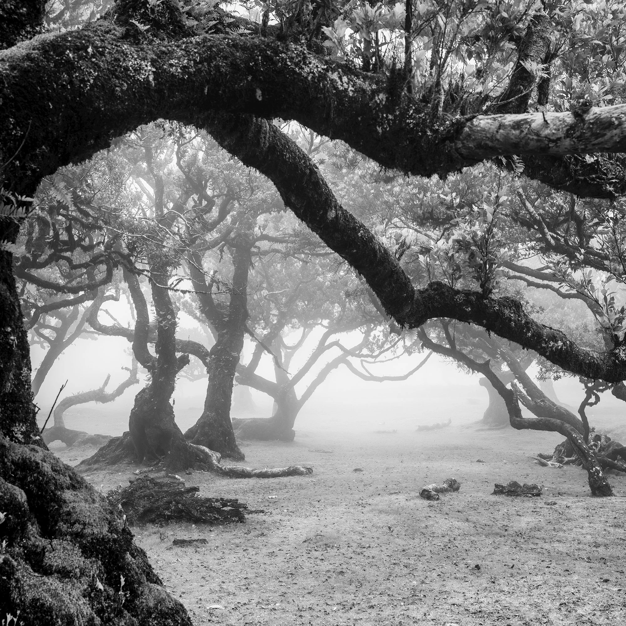 Black and white photo of twisted trees in a misty forest landscape – close-up