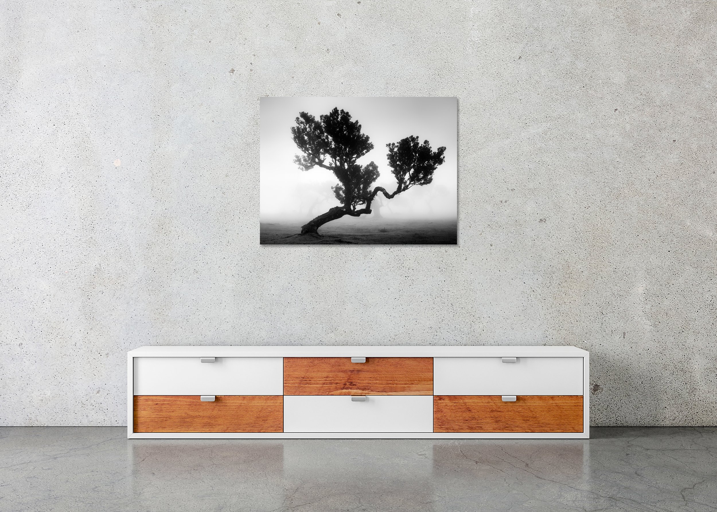 Ancient Laurisilva Forest, Study 3 by Gerald Berghammer, frameless black-and-white Dibond print displayed above a low cabinet in a minimalist interior.
