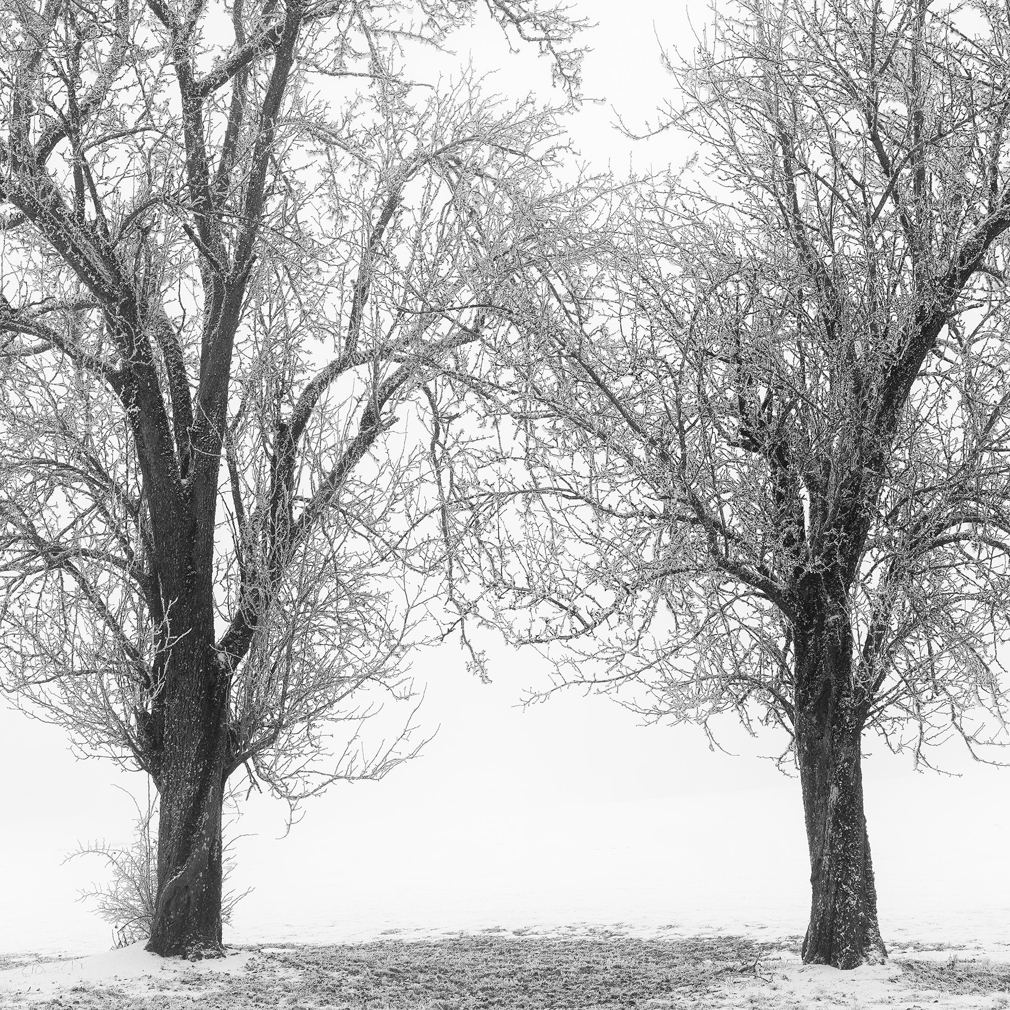 Close-up detail of the two leafless trees and interlacing branches in Still Winter Morning Study 1 by Gerald Berghammer.