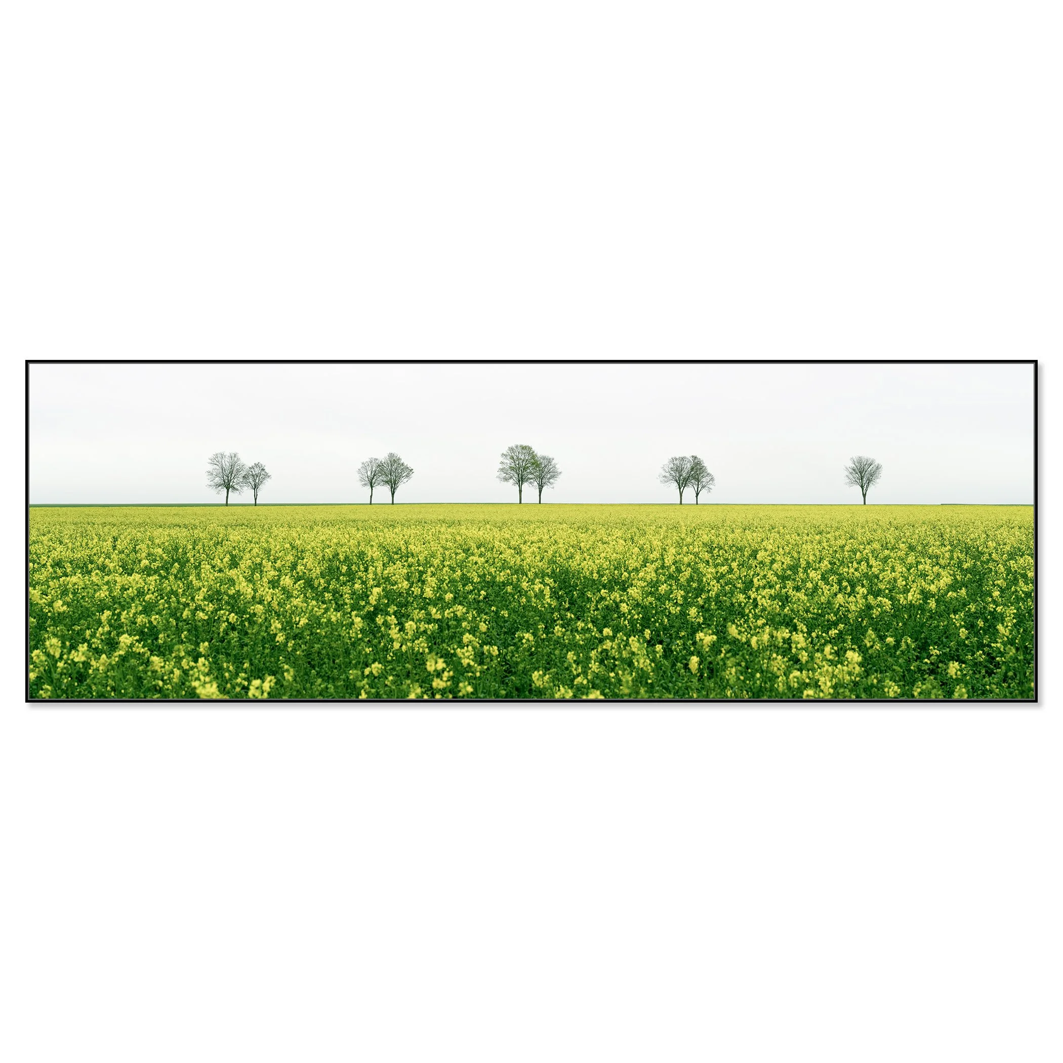Panoramic view of a flowering rapeseed field beneath a pale grey sky – framed ArtBox black