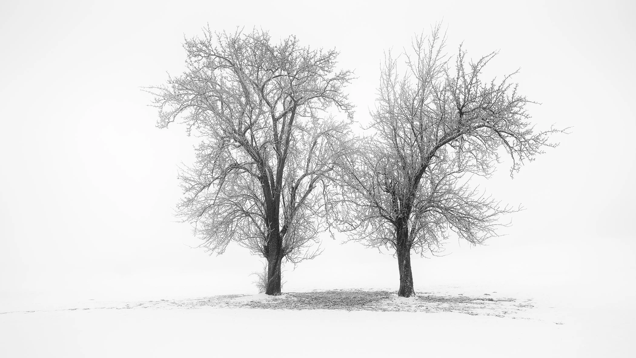 Minimalist winter landscape with two bare trees standing in snow, captured in black and white by Gerald Berghammer.