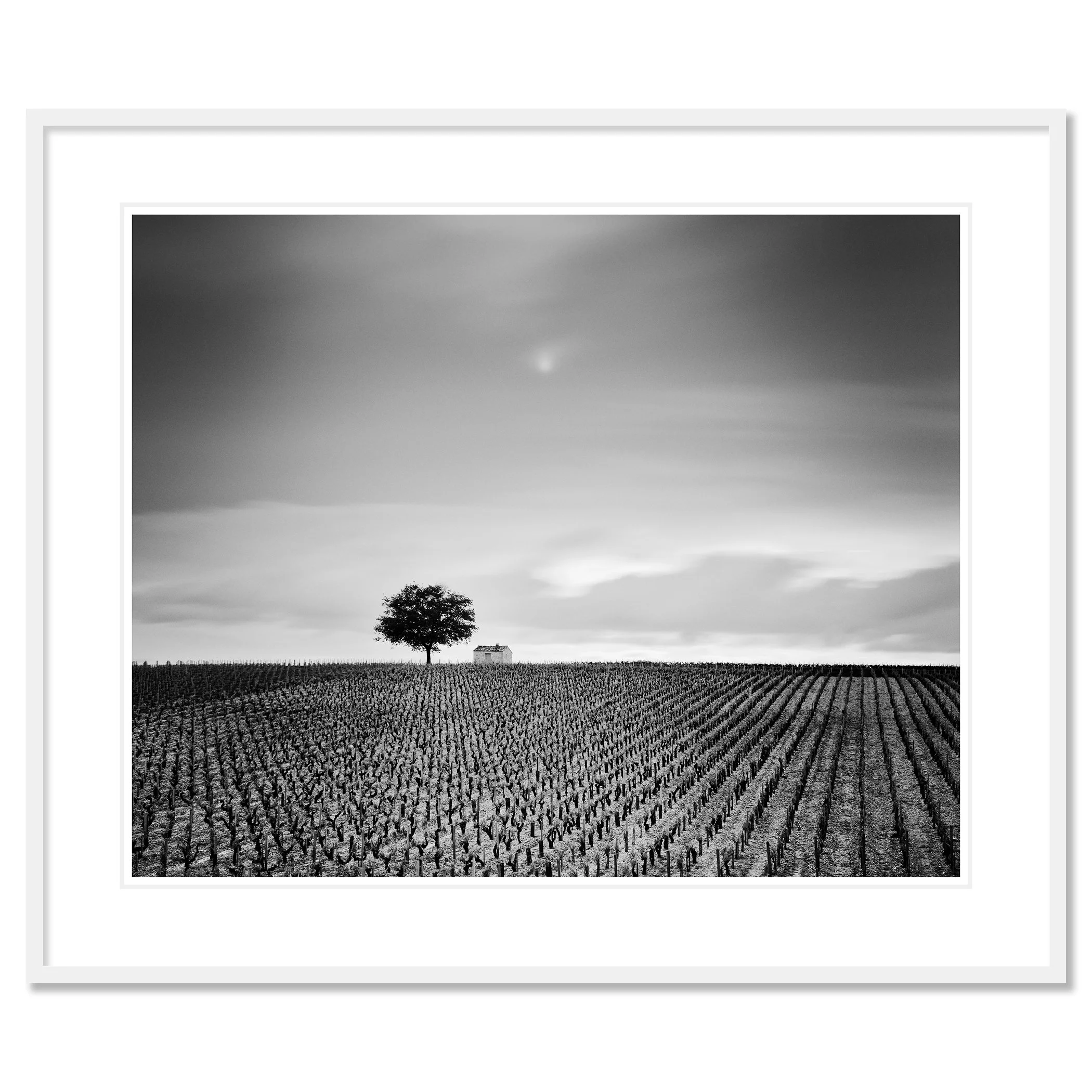 Champagne Paradise Study 2 in white aluminium frame with white mount by Gerald Berghammer